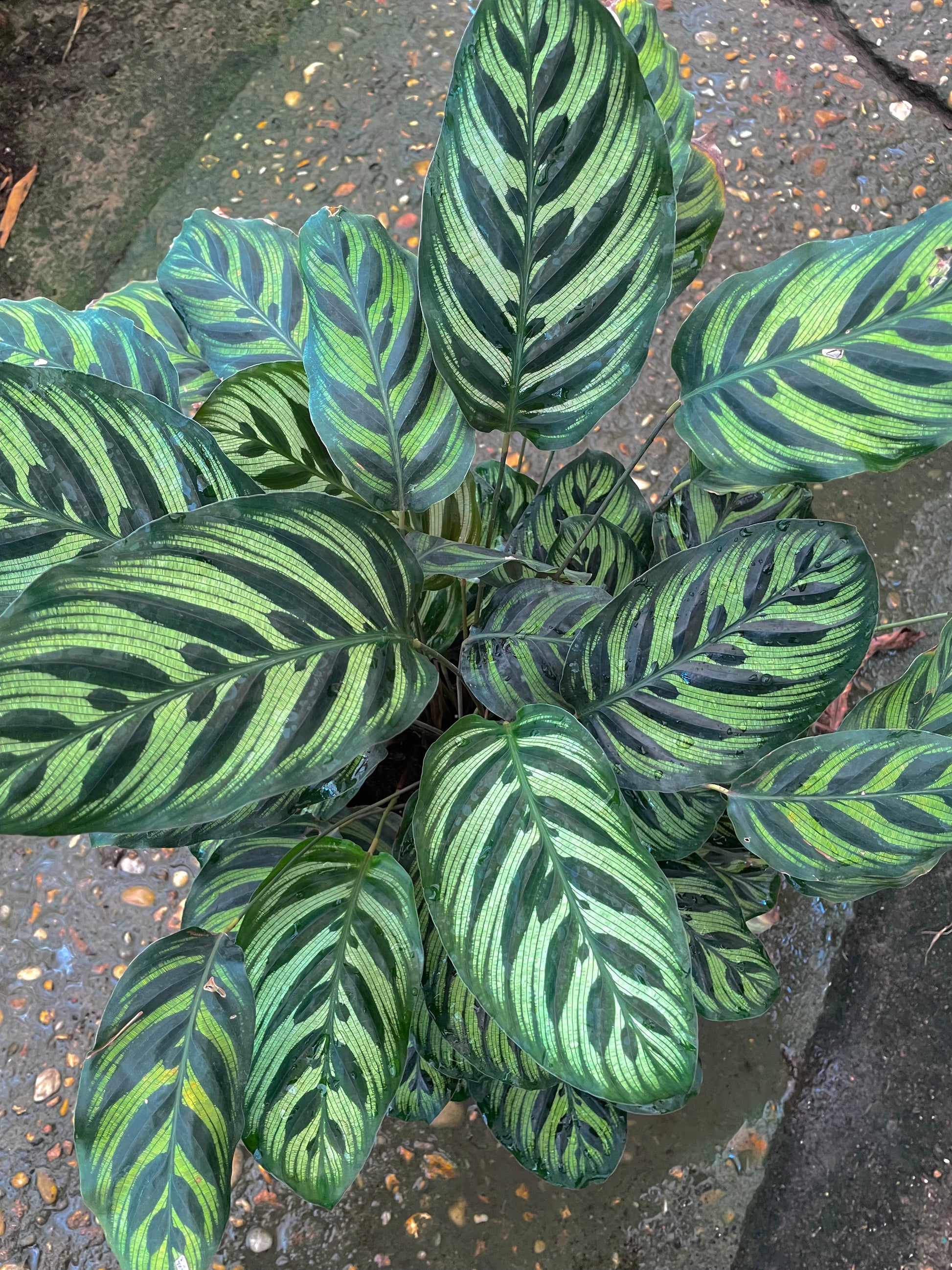 Calathea Stromata