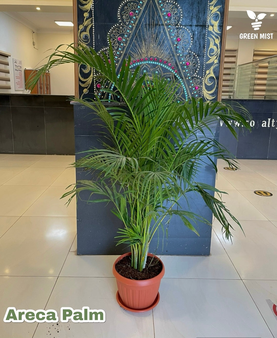Areca Palm - نخلة اريكا
