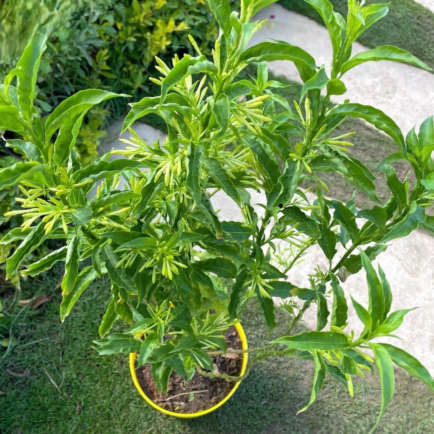 مسك الليل Green Mist