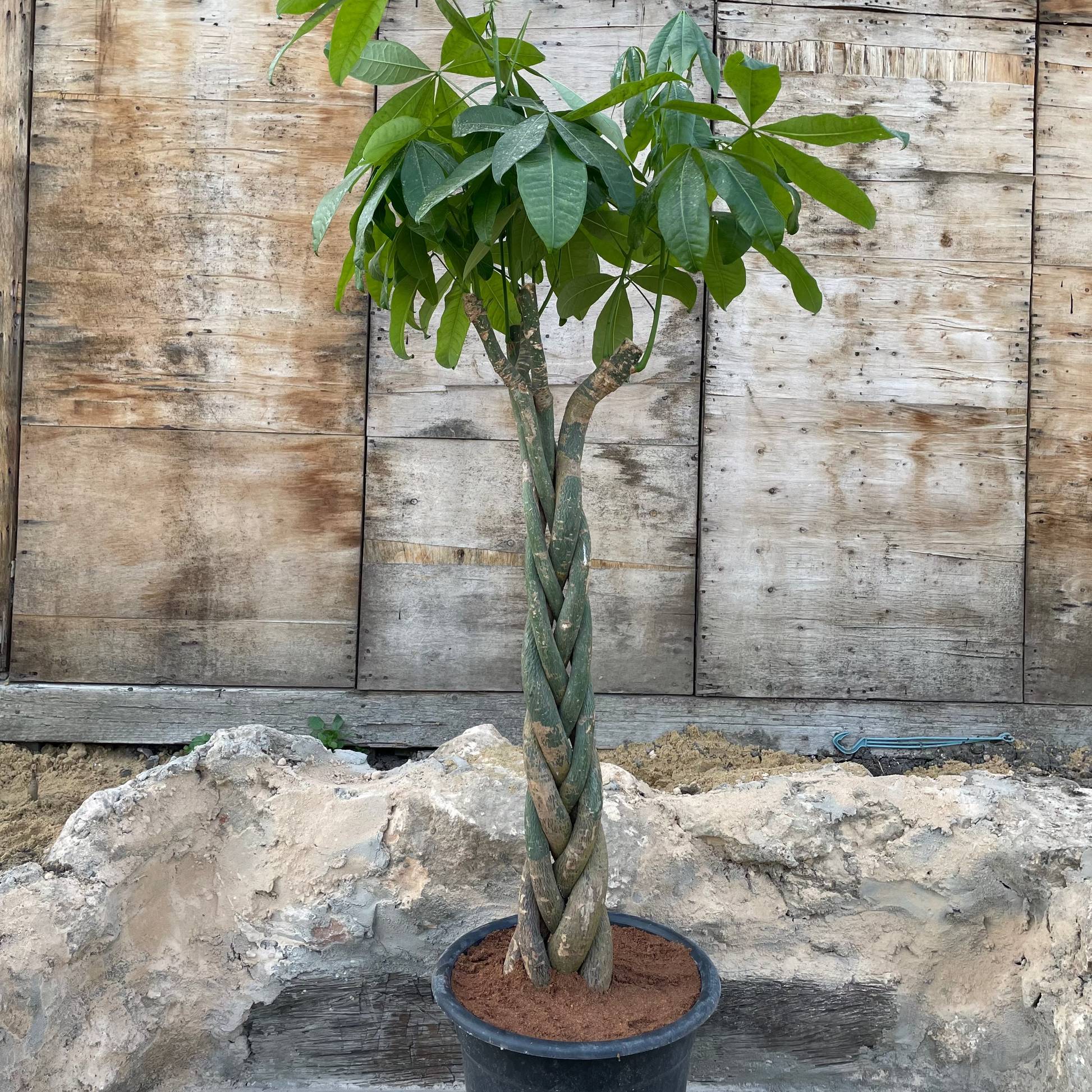 Bashira tree - شجرة باشيرا
