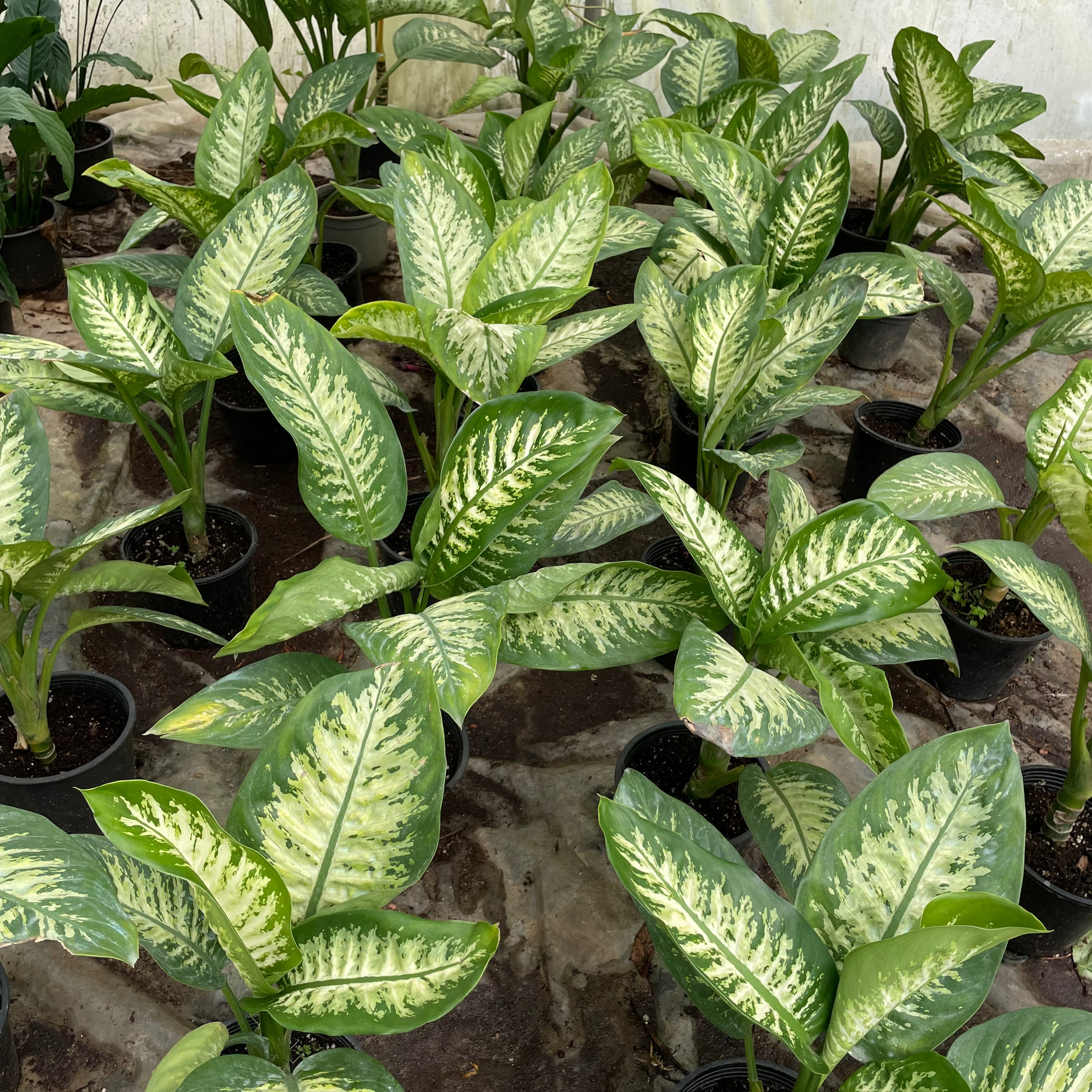 Dieffenbachia - دفنباخيا
