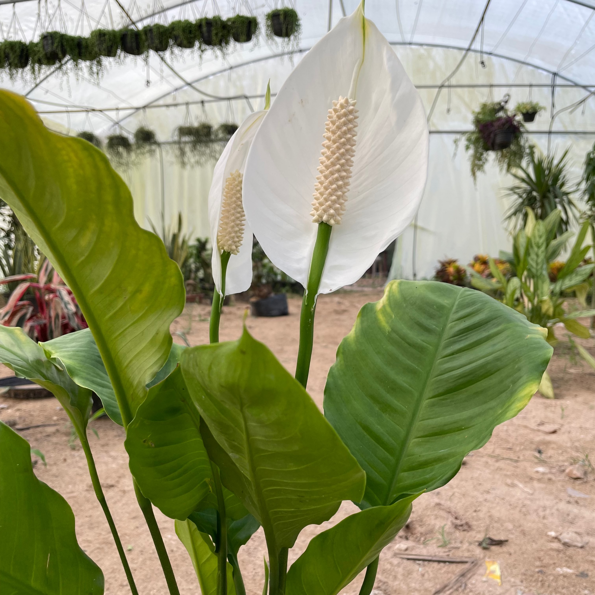 Peace lily - بيس ليلي