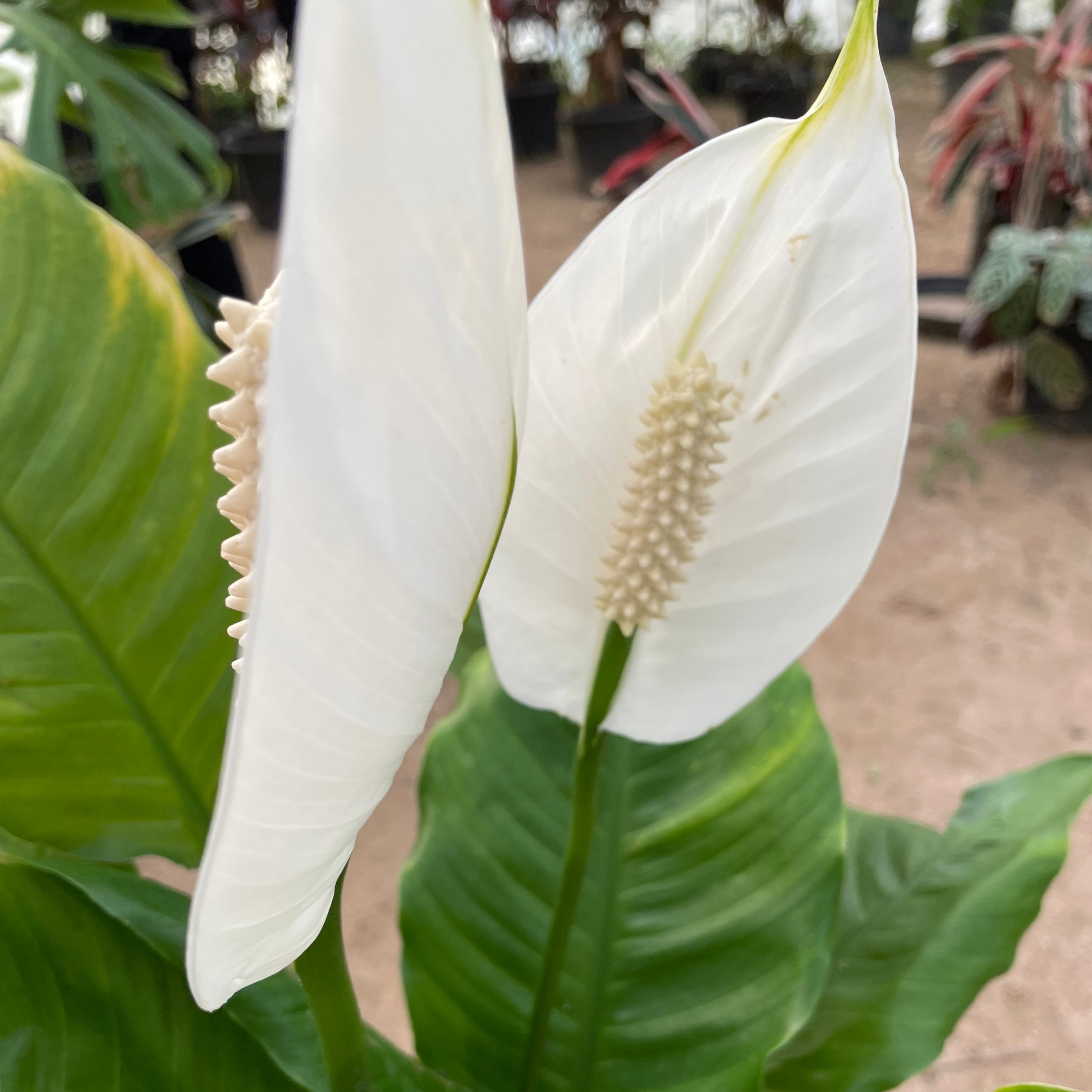 Peace lily - بيس ليلي
