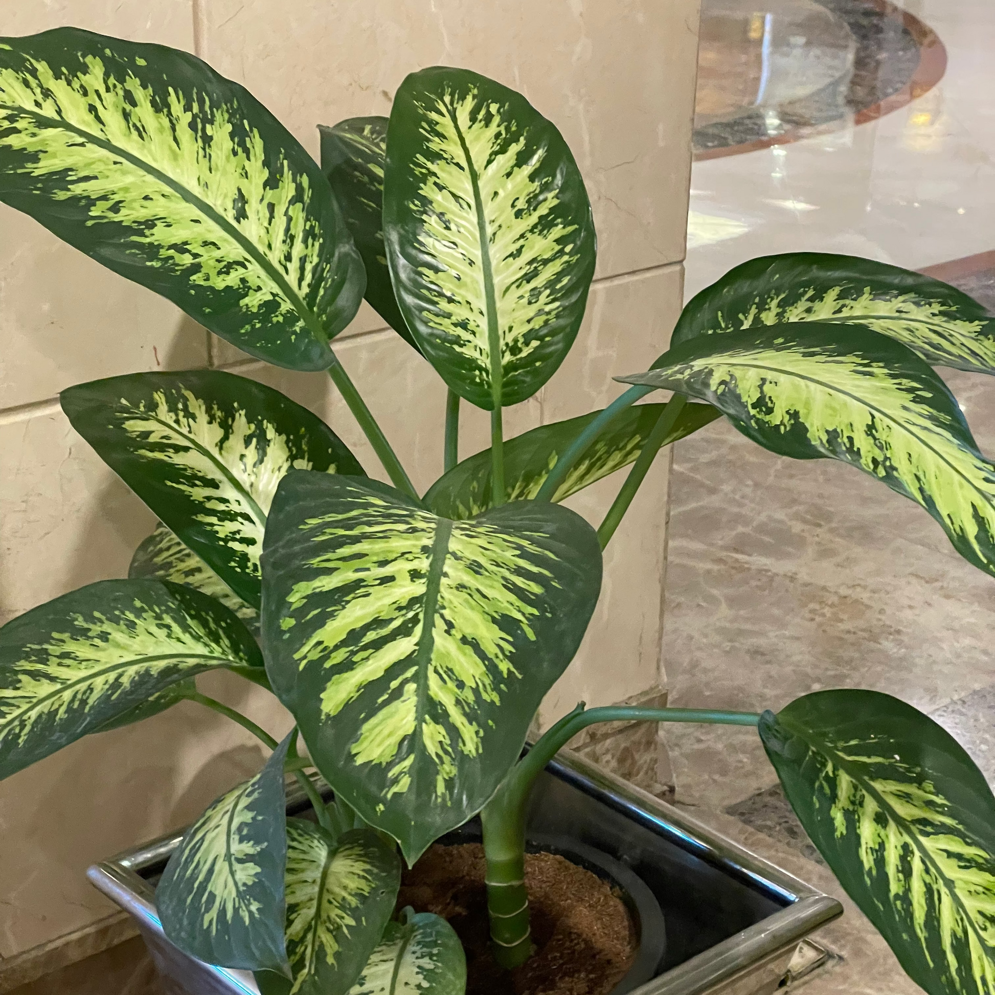 Dieffenbachia - دفنباخيا