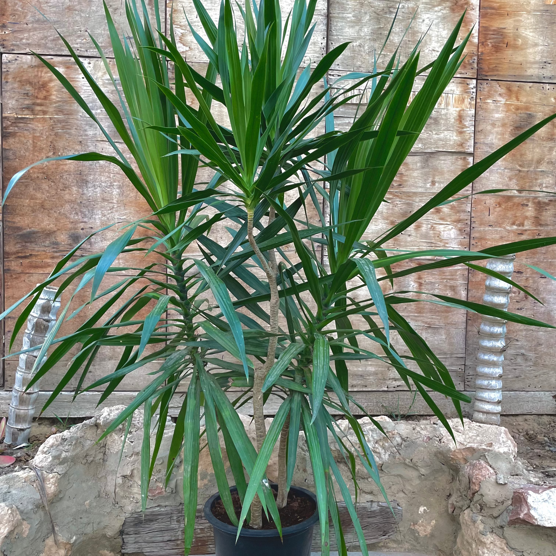 Dracaena - دراسينا سنتروزا داخلي