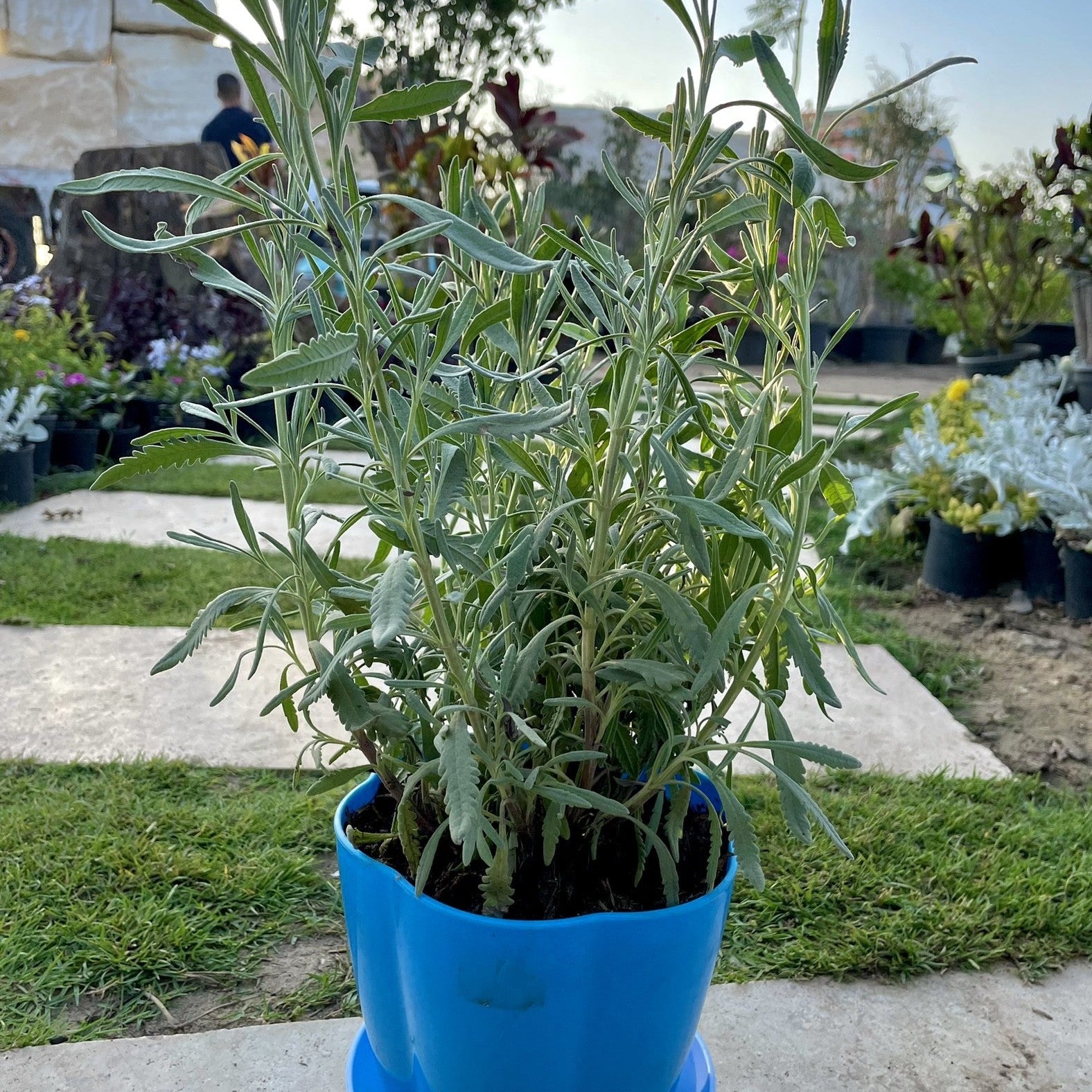 لافندر Green Mist