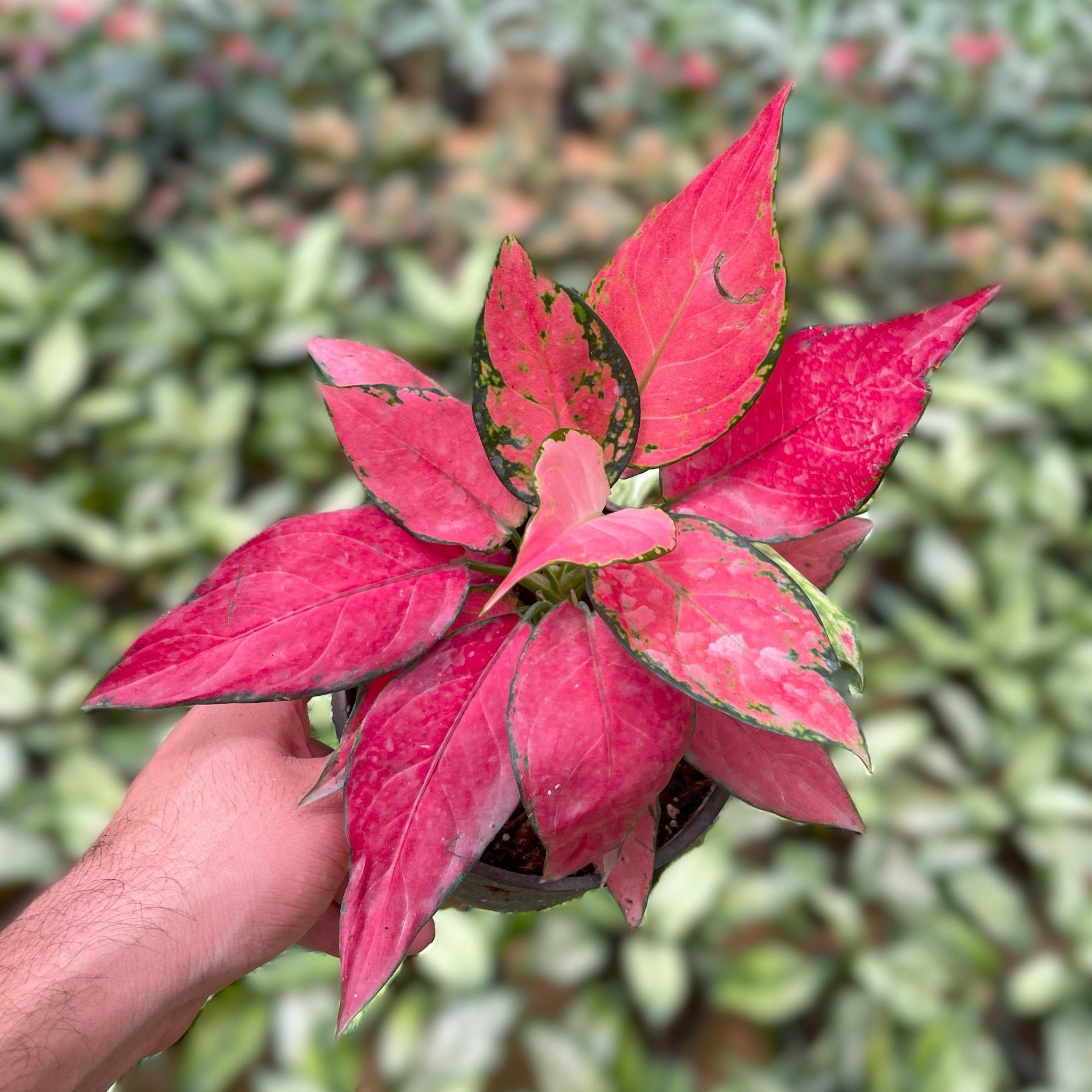 Aglaonema Red Star - اجلونيما احمر - Green Mist