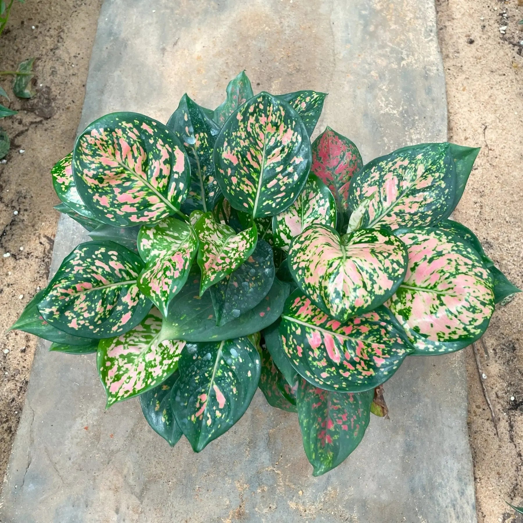 Aglaonema Valantine - اجلونيما احمر - Green Mist