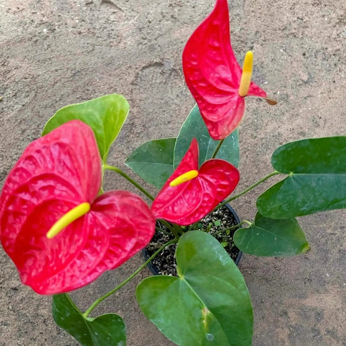 Anthurium - انثوريام - Green Mist
