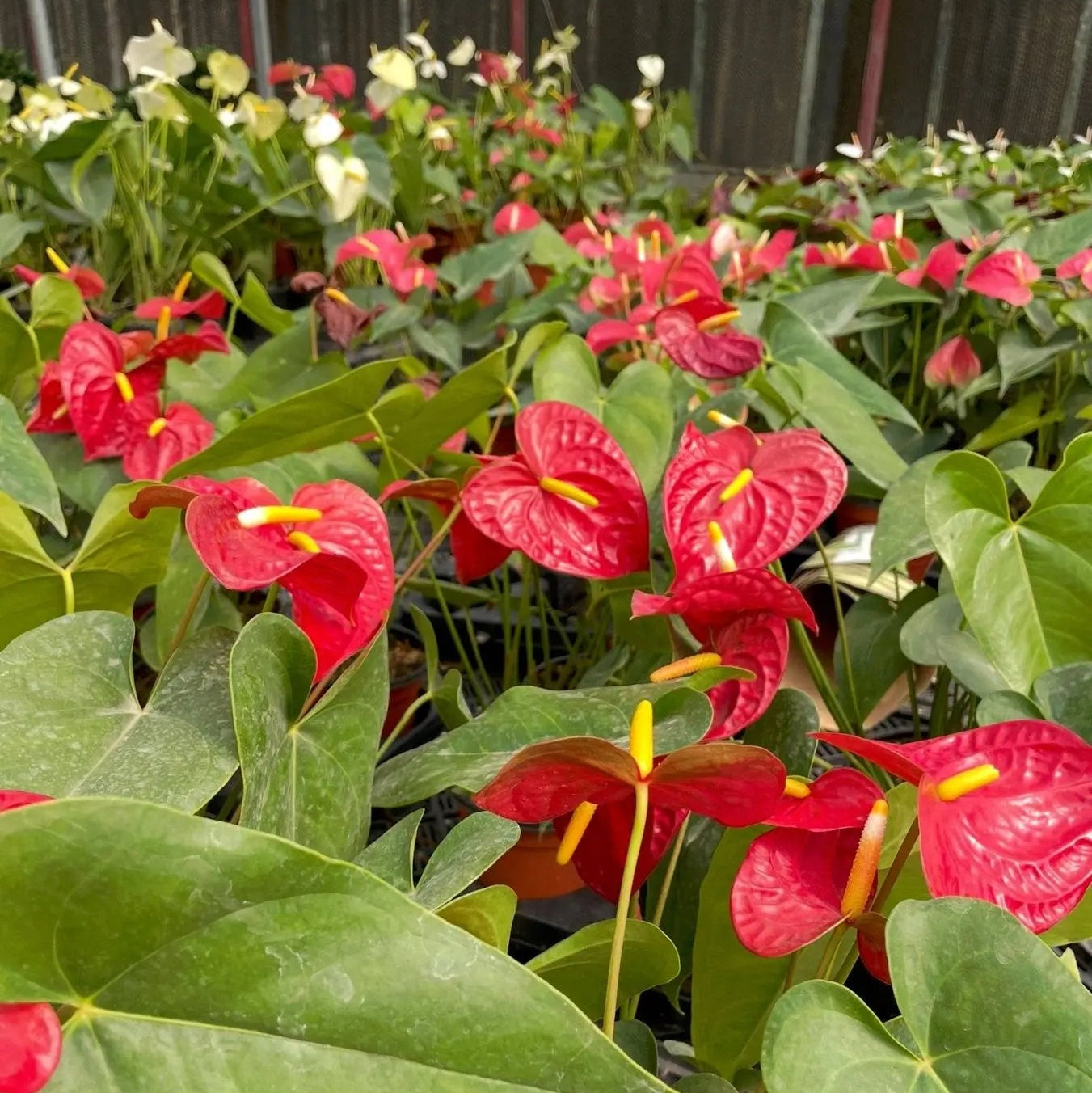 Anthurium - انثوريام - Green Mist