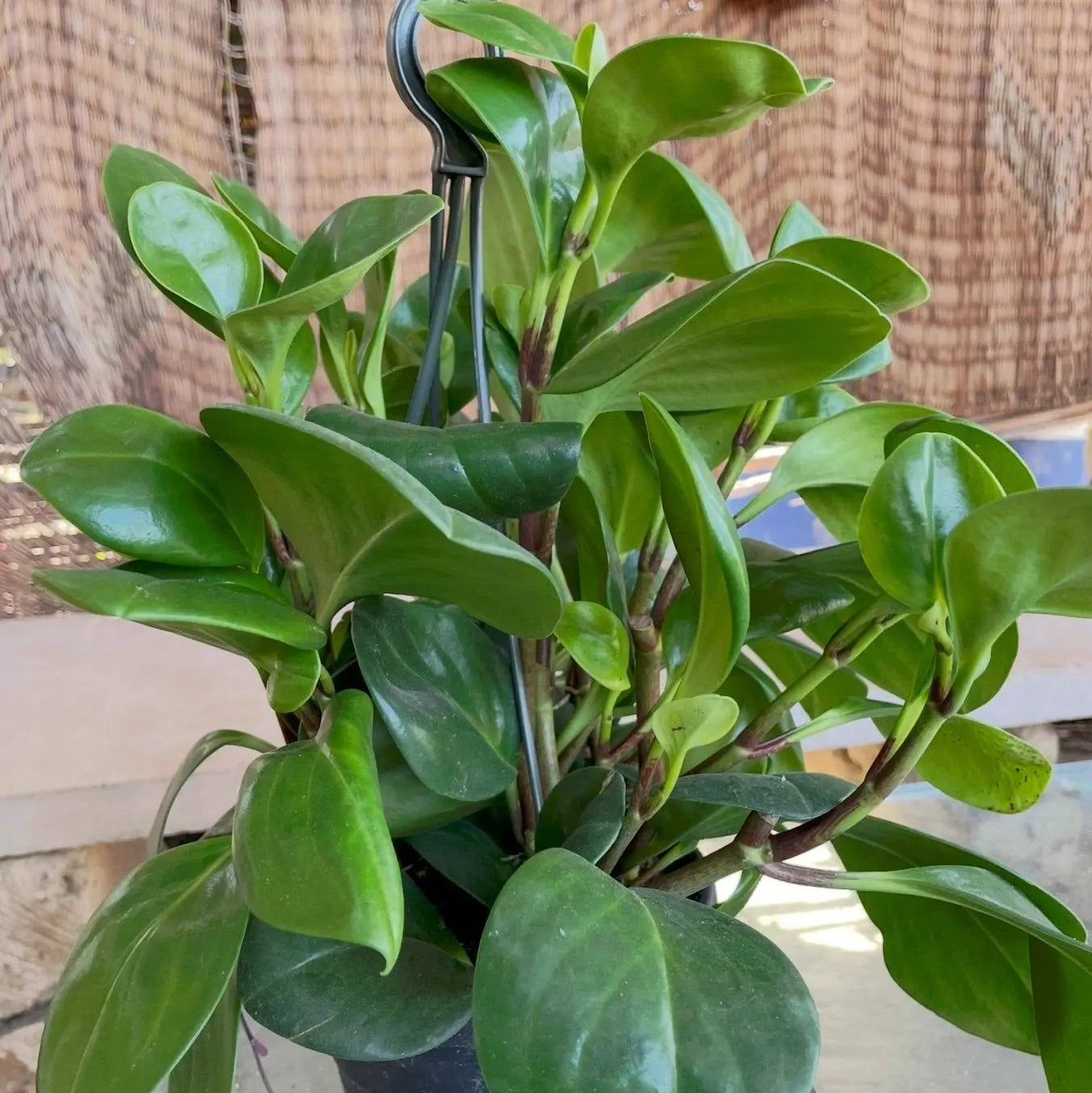 Baby rubber - ببروميا اخضر - Green Mist