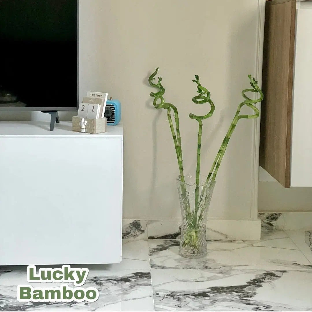 Bamboo - بامبو مائي - Green Mist