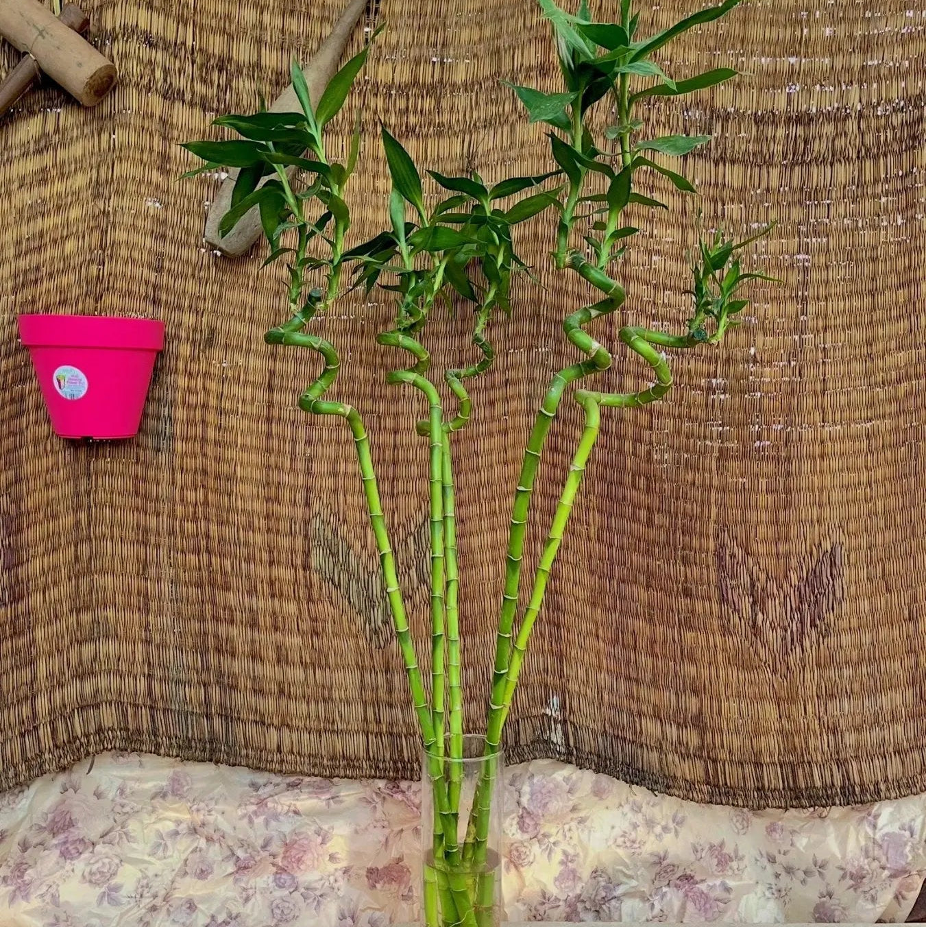 Bamboo - بامبو مائي - Green Mist