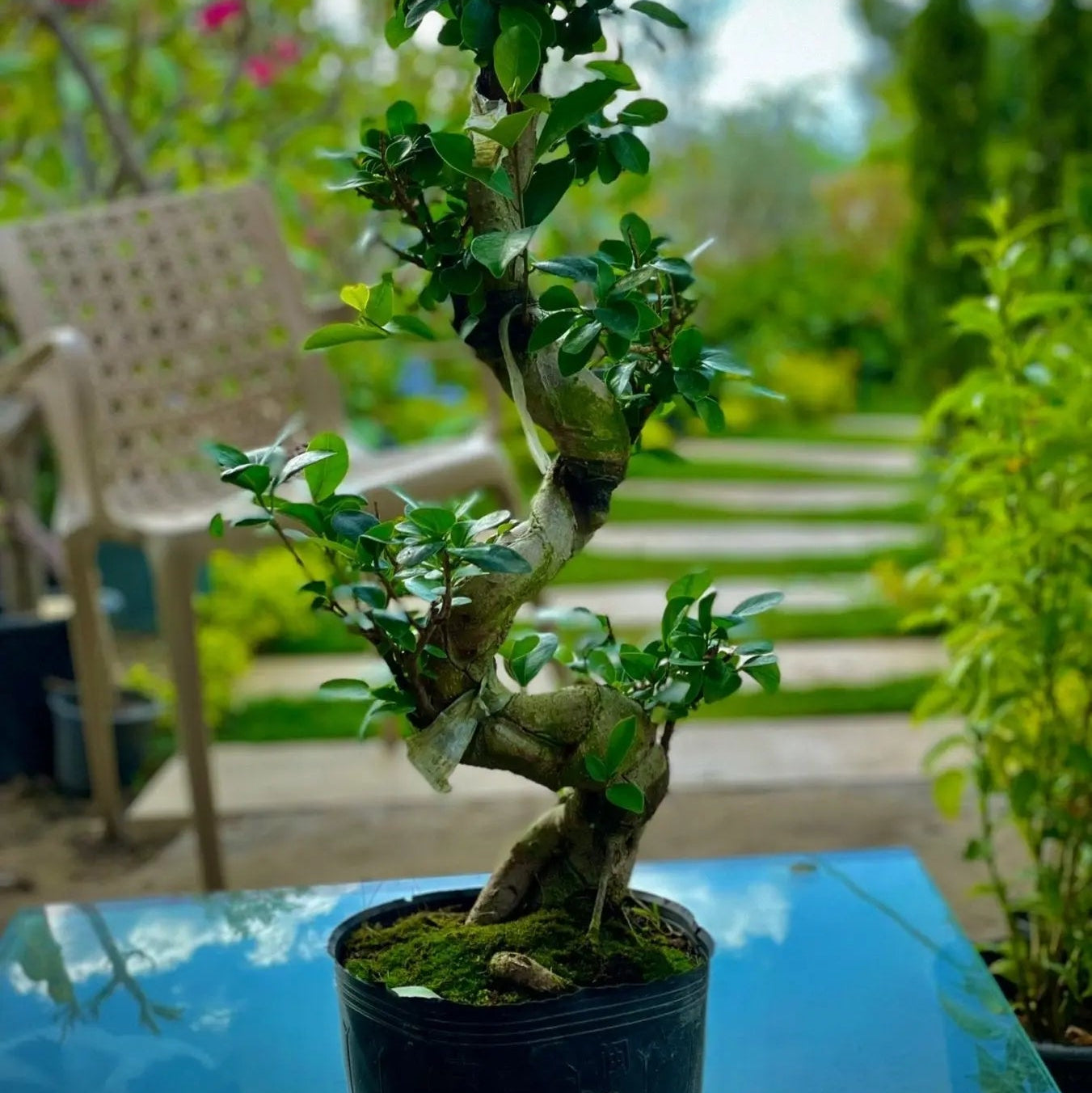 Bonsai S - بونساي اس - Green Mist