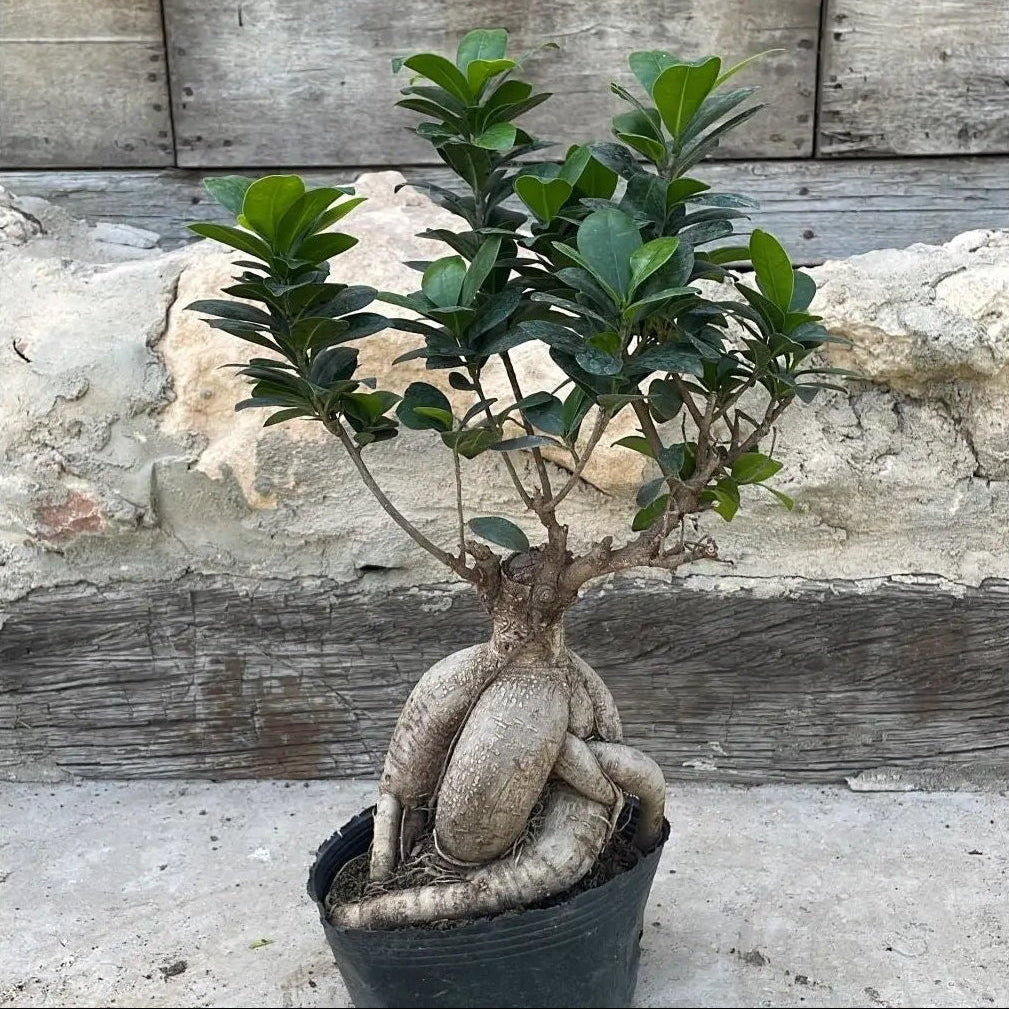 Bonsai Tree - شجرة بونساي - Green Mist