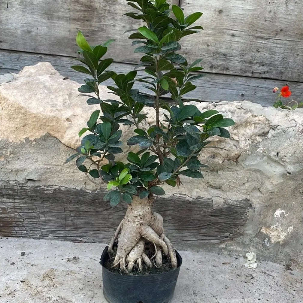 Bonsai Tree - شجرة بونساي - Green Mist