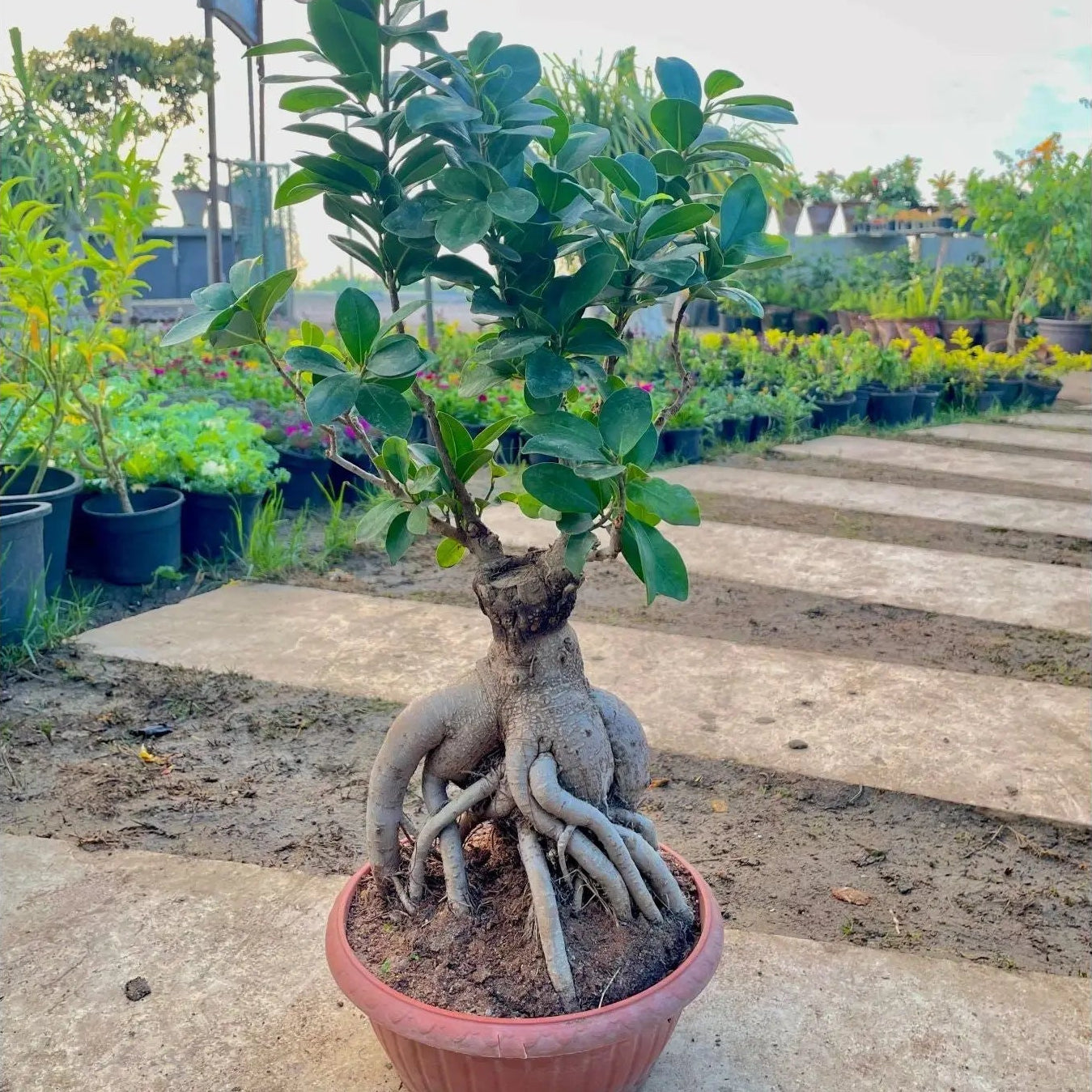 Bonsai Tree - شجرة بونساي - Green Mist