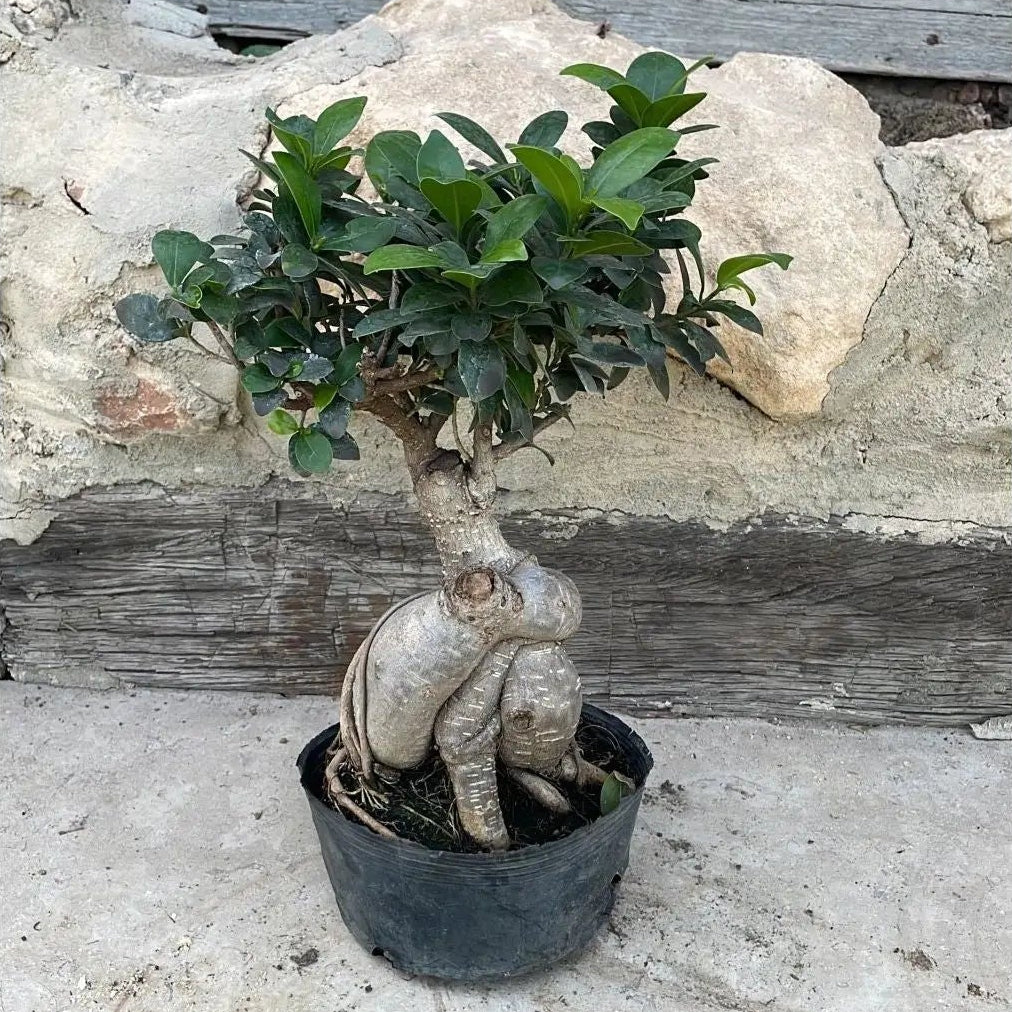 Bonsai Tree - شجرة بونساي - Green Mist