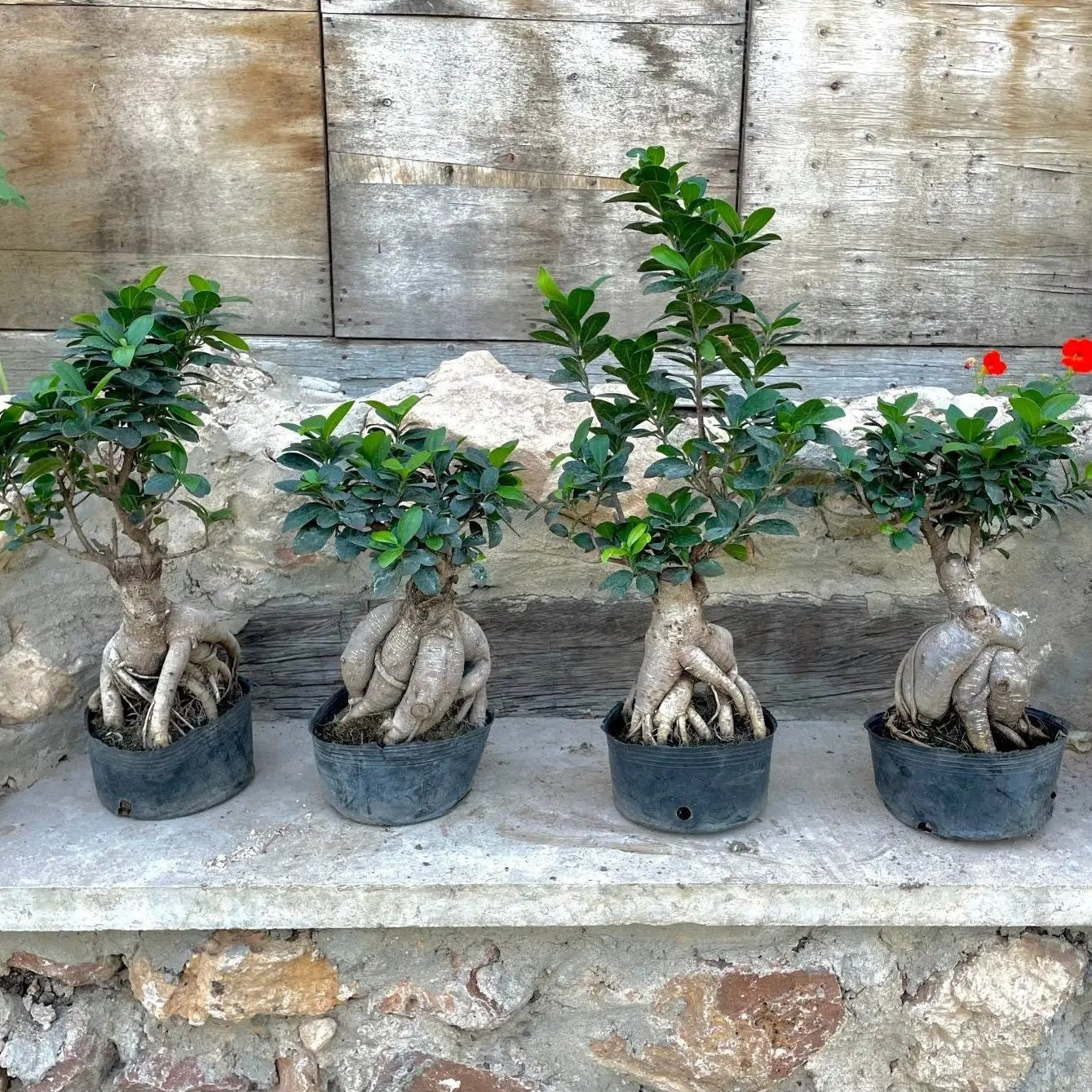 Bonsai Tree - شجرة بونساي - Green Mist
