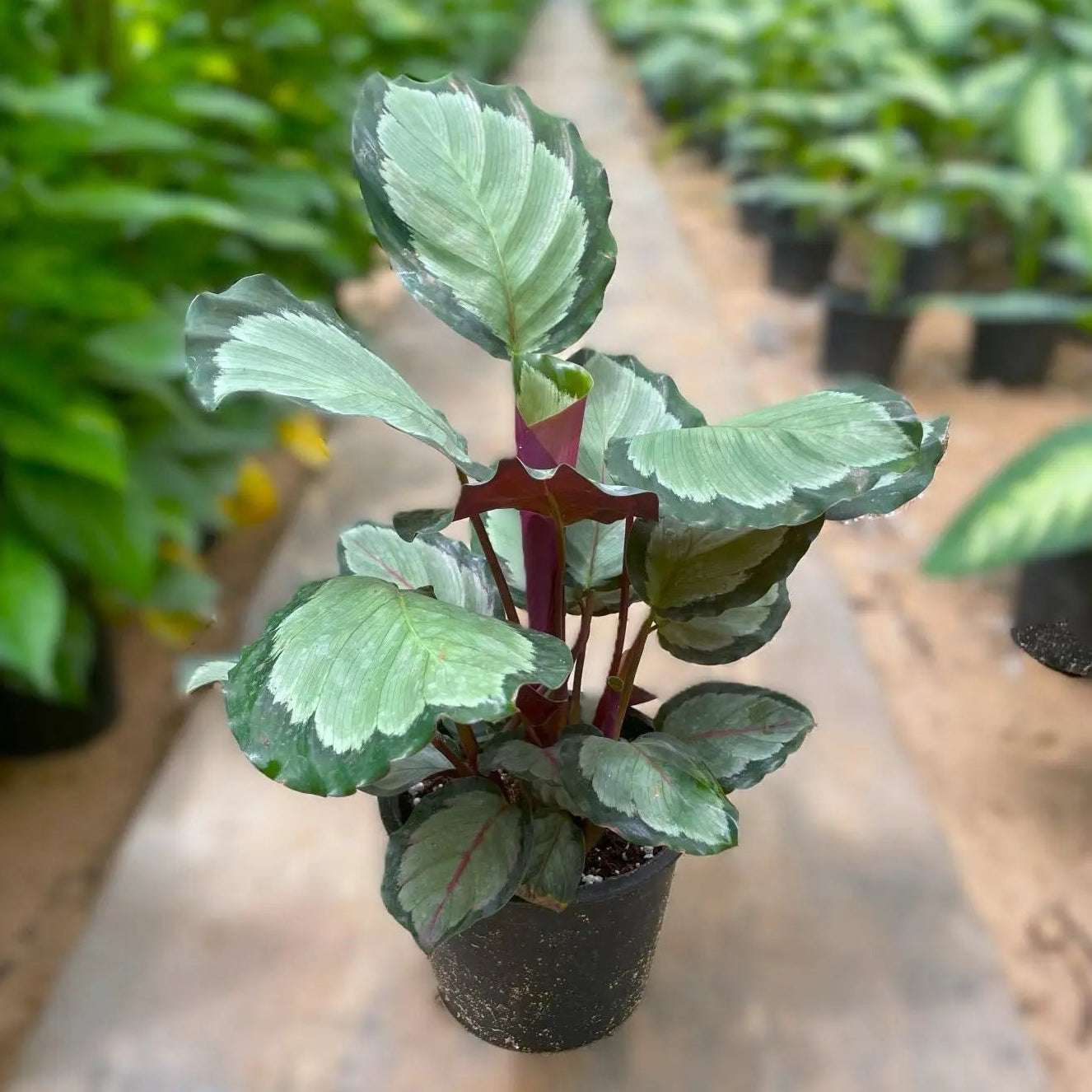 Calathea Roseopicta - كلاثيا - Green Mist