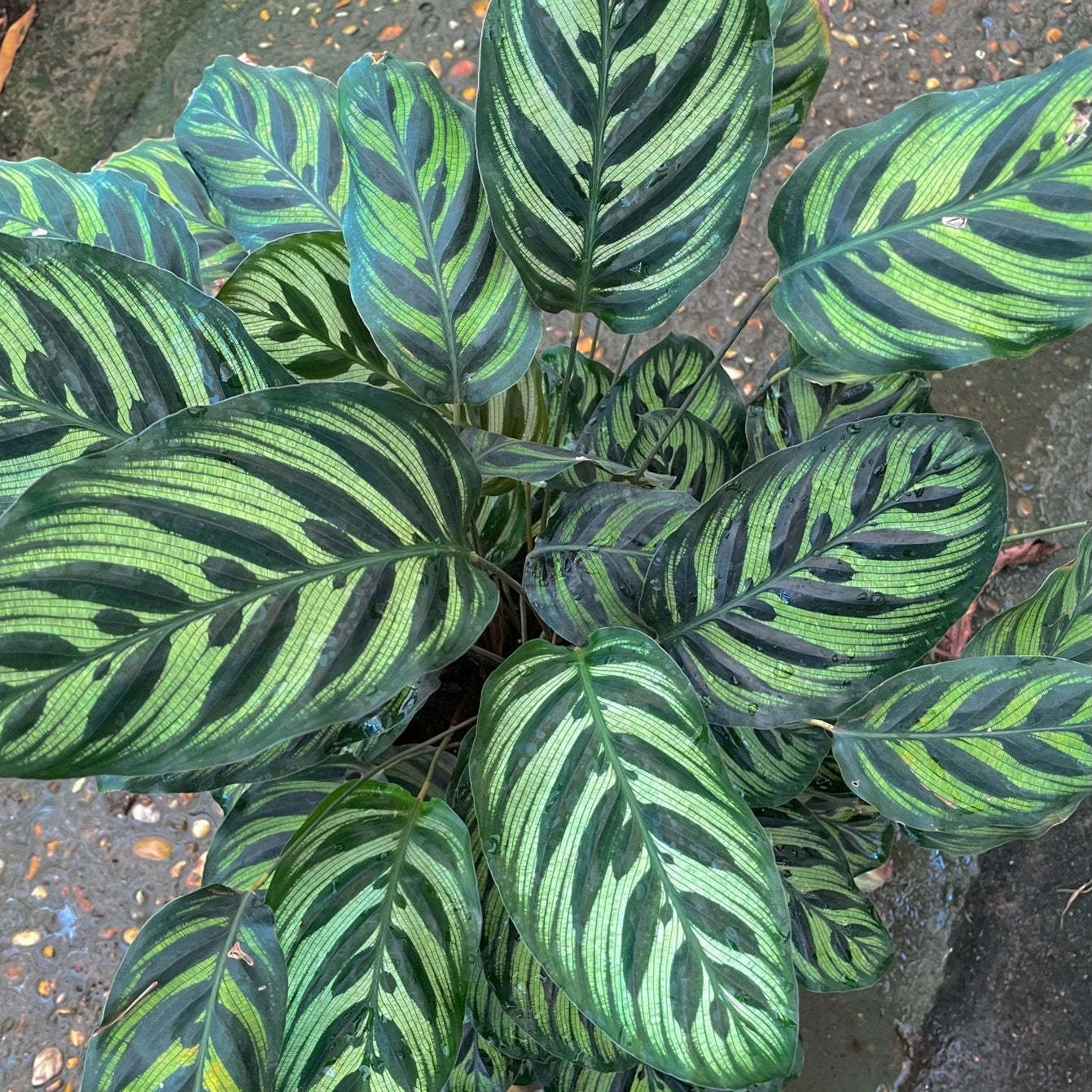 Calathea Stromata - Green Mist