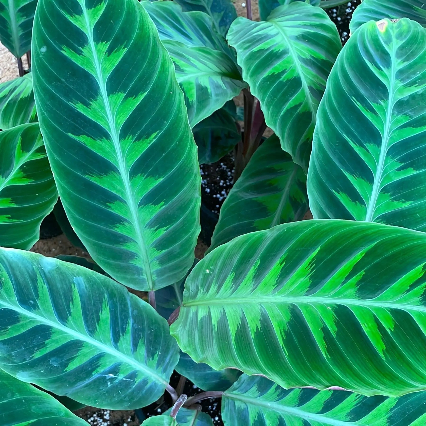 Calathea Warszewicczii - كلاثيا - Green Mist