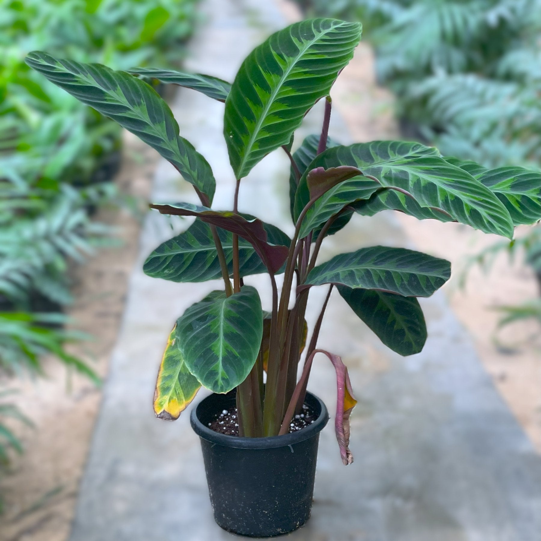 Calathea Warszewicczii - كلاثيا - Green Mist