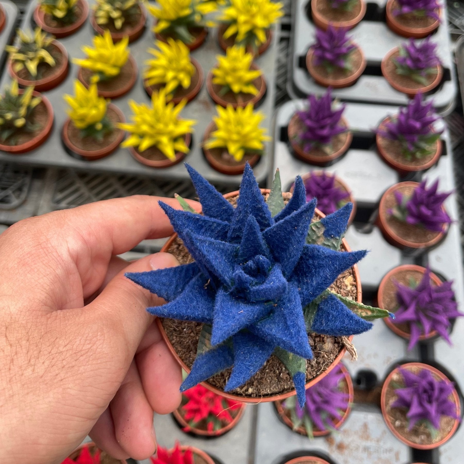 Colored Haworthia - هوارثيا ملونة - Green Mist