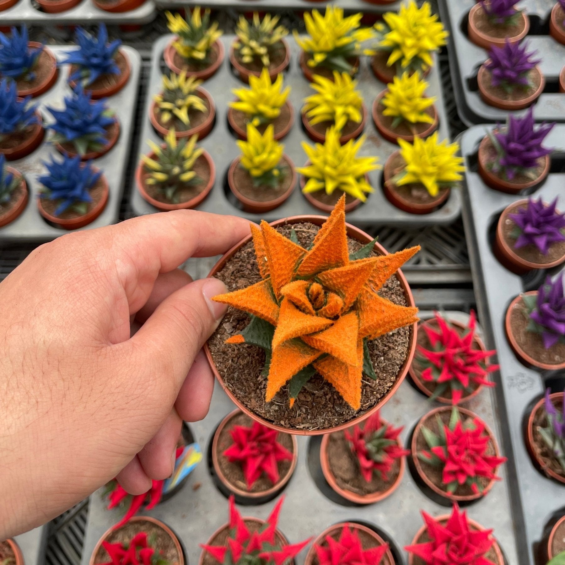 Colored Haworthia - هوارثيا ملونة - Green Mist