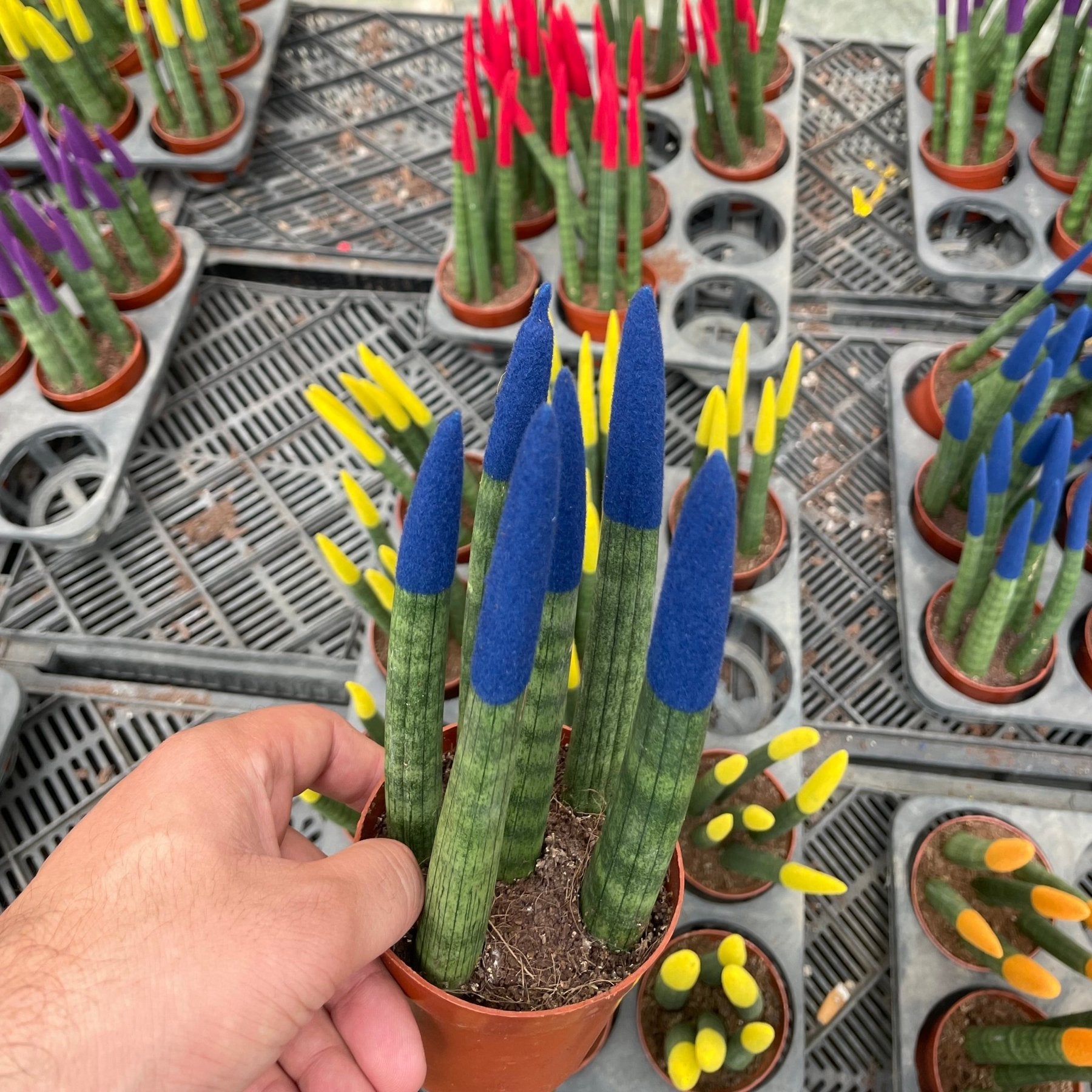 Colored Sansevieria - سانسفيريا ملونة - Green Mist