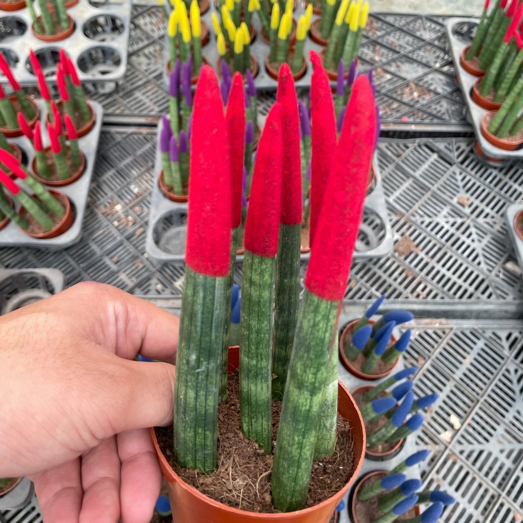 Colored Sansevieria - سانسفيريا ملونة - Green Mist