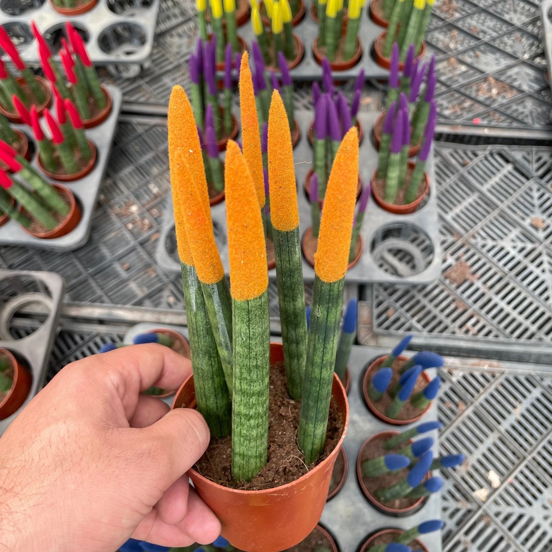 Colored Sansevieria - سانسفيريا ملونة - Green Mist