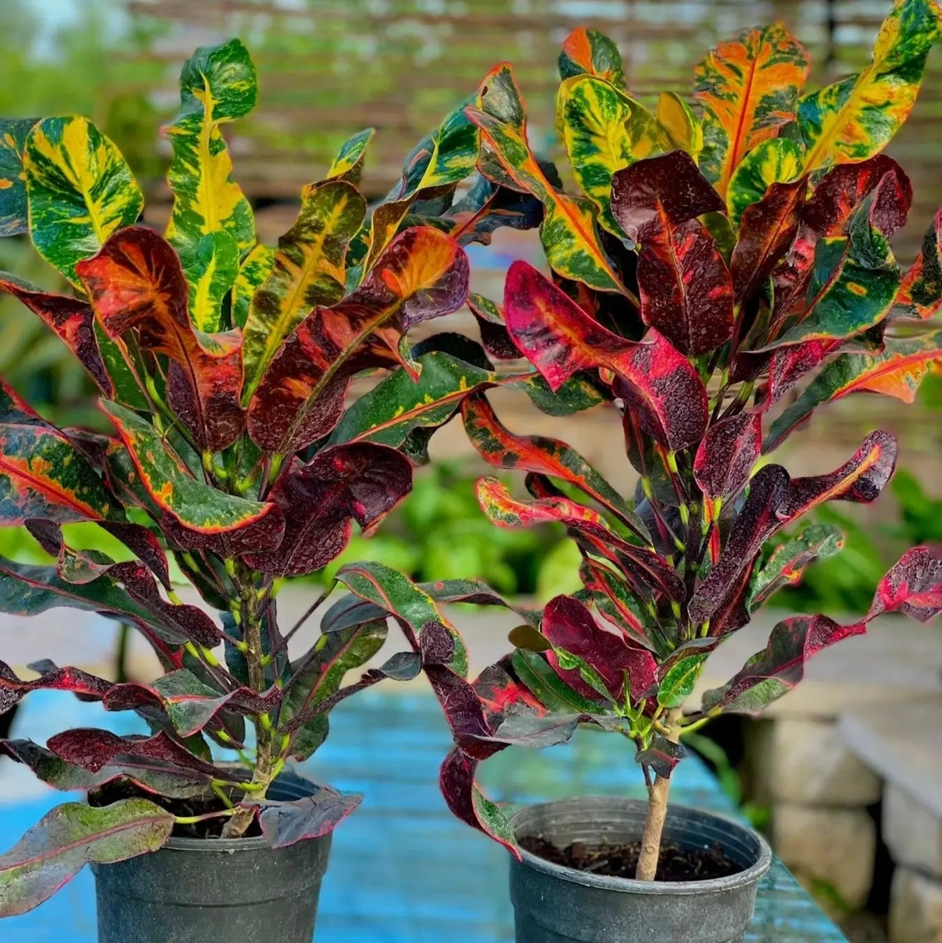 Croton mummy - كروتون مامي - Green Mist
