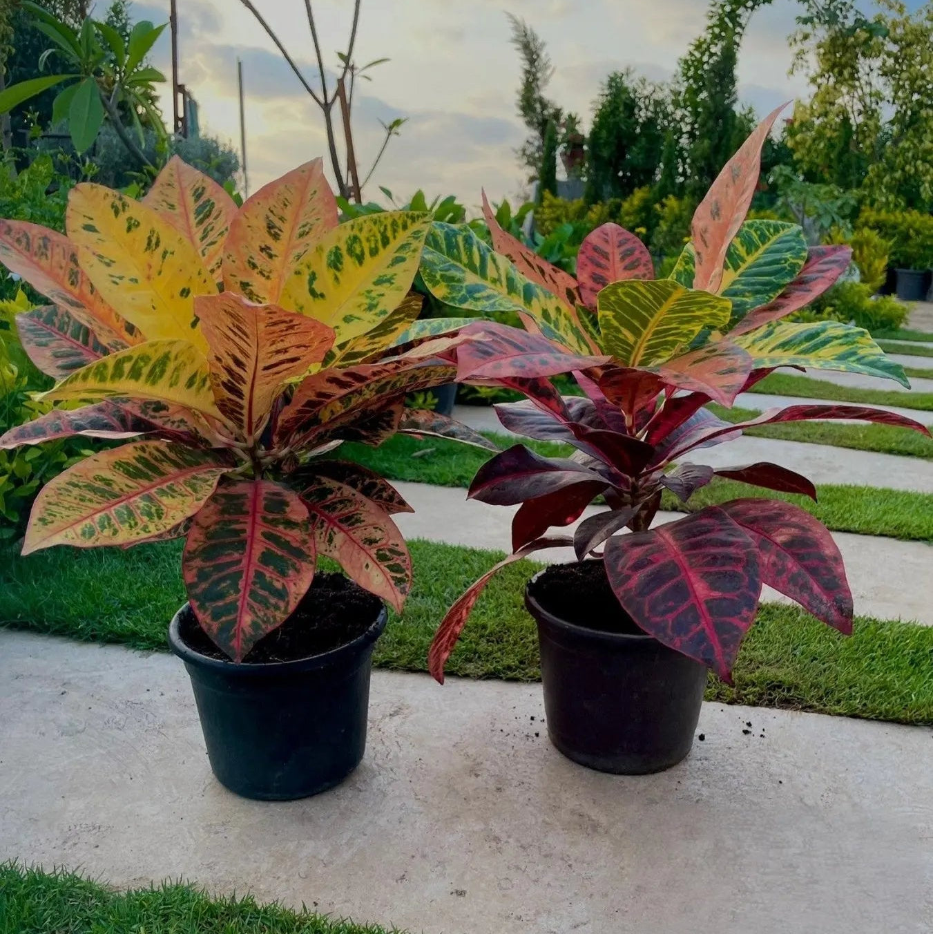 Croton Petra - كروتون بترا - Green Mist