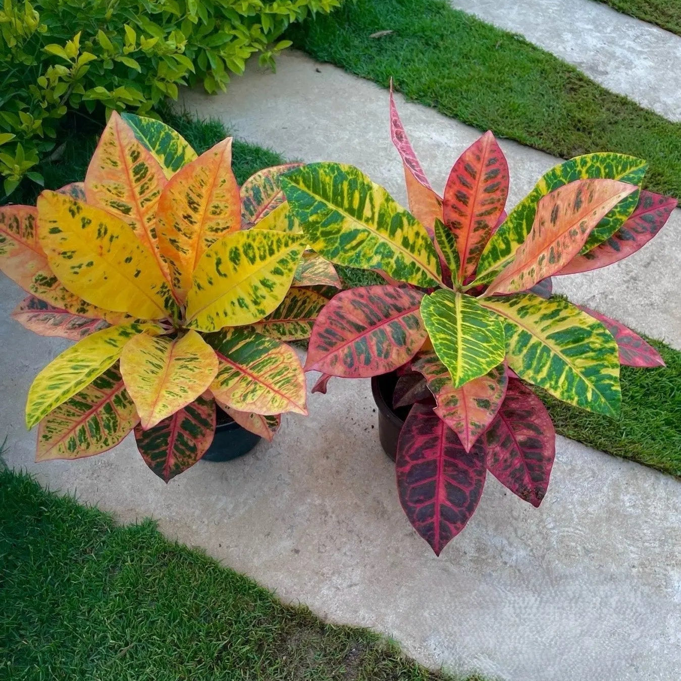 Croton Petra - كروتون بترا - Green Mist