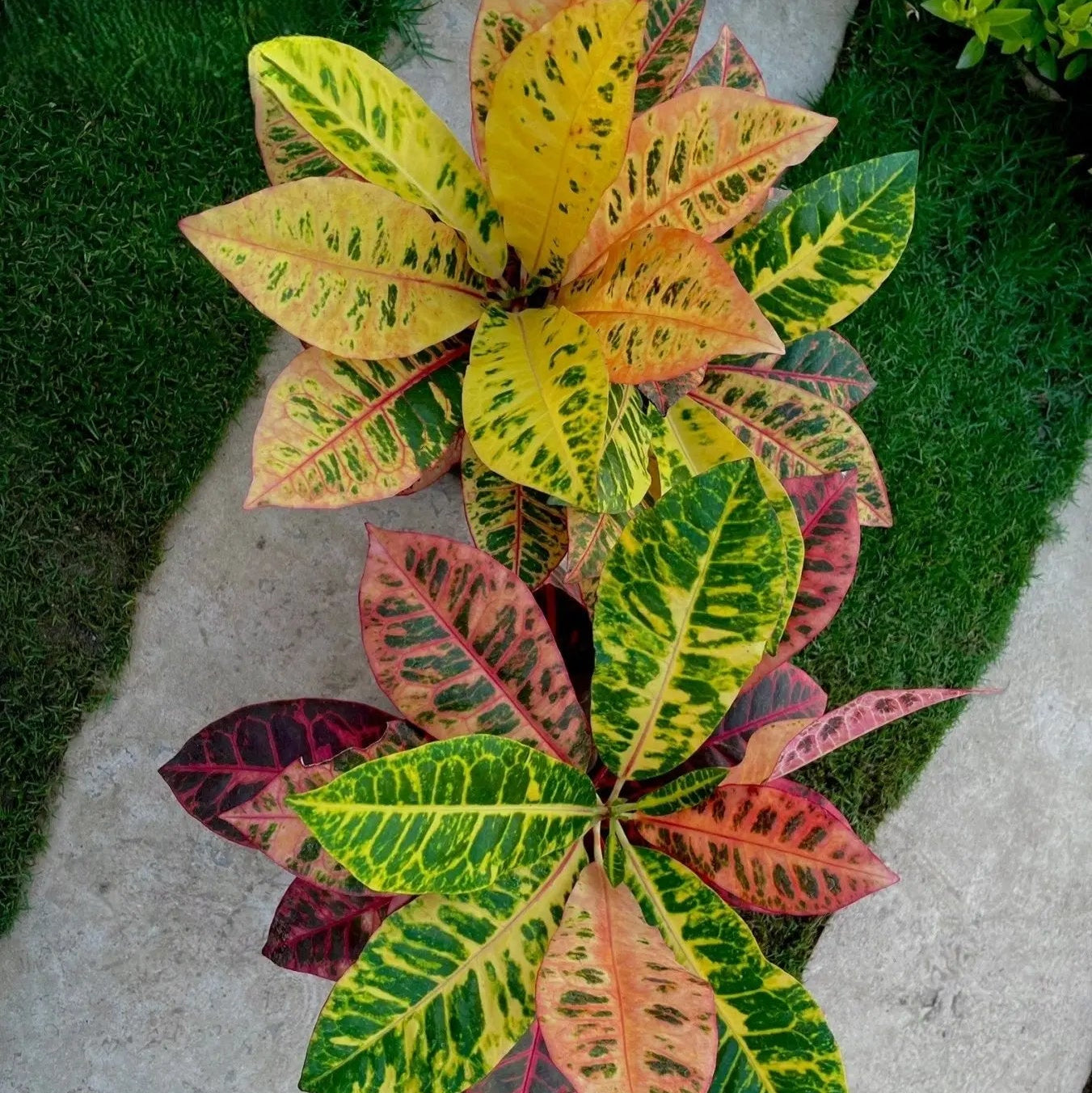 Croton Petra - كروتون بترا - Green Mist