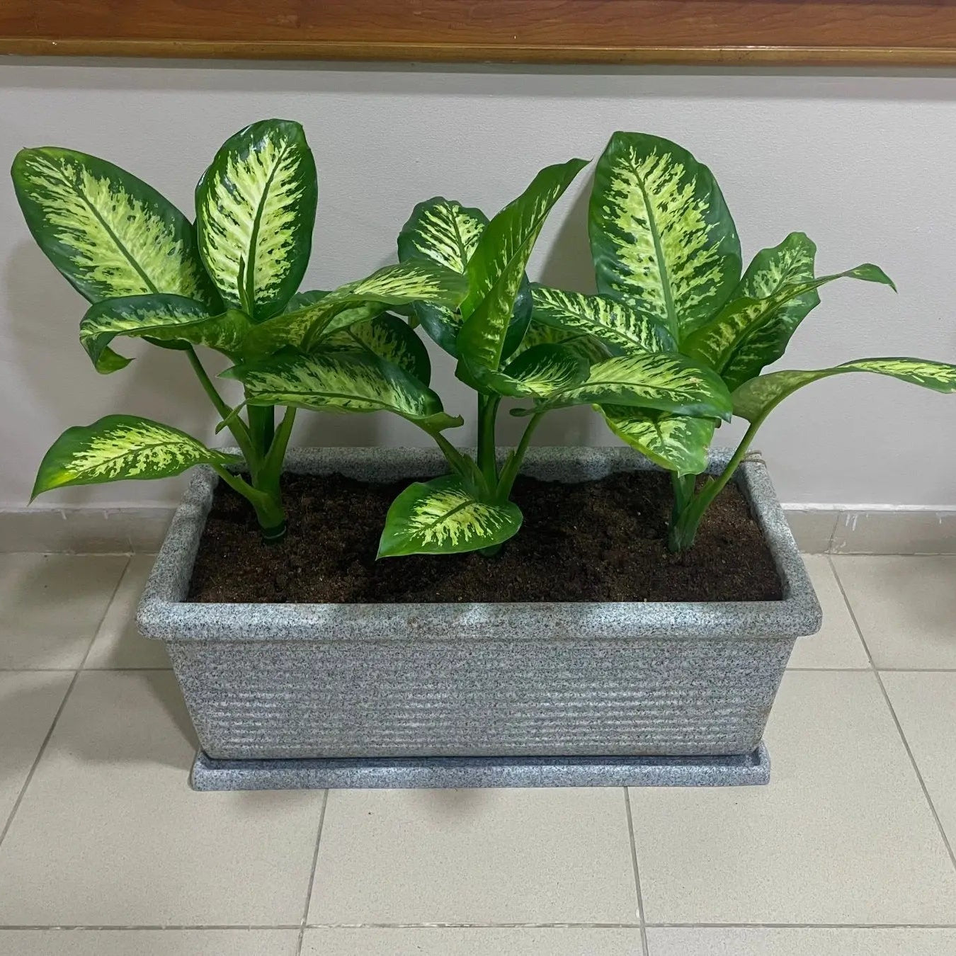 Dieffenbachia - دفنباخيا - Green Mist