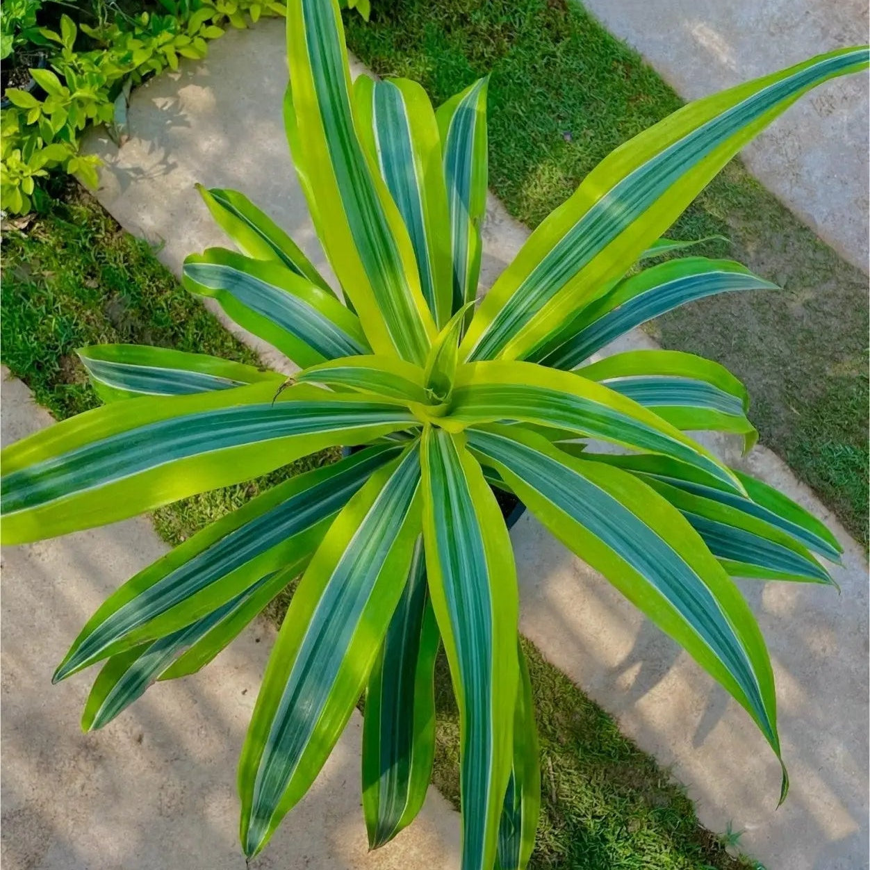 Dracaena Lemon - دراسينا ليمون - Green Mist