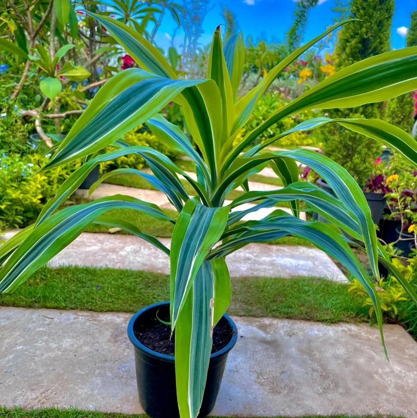 Dracaena Lemon - دراسينا ليمون - Green Mist