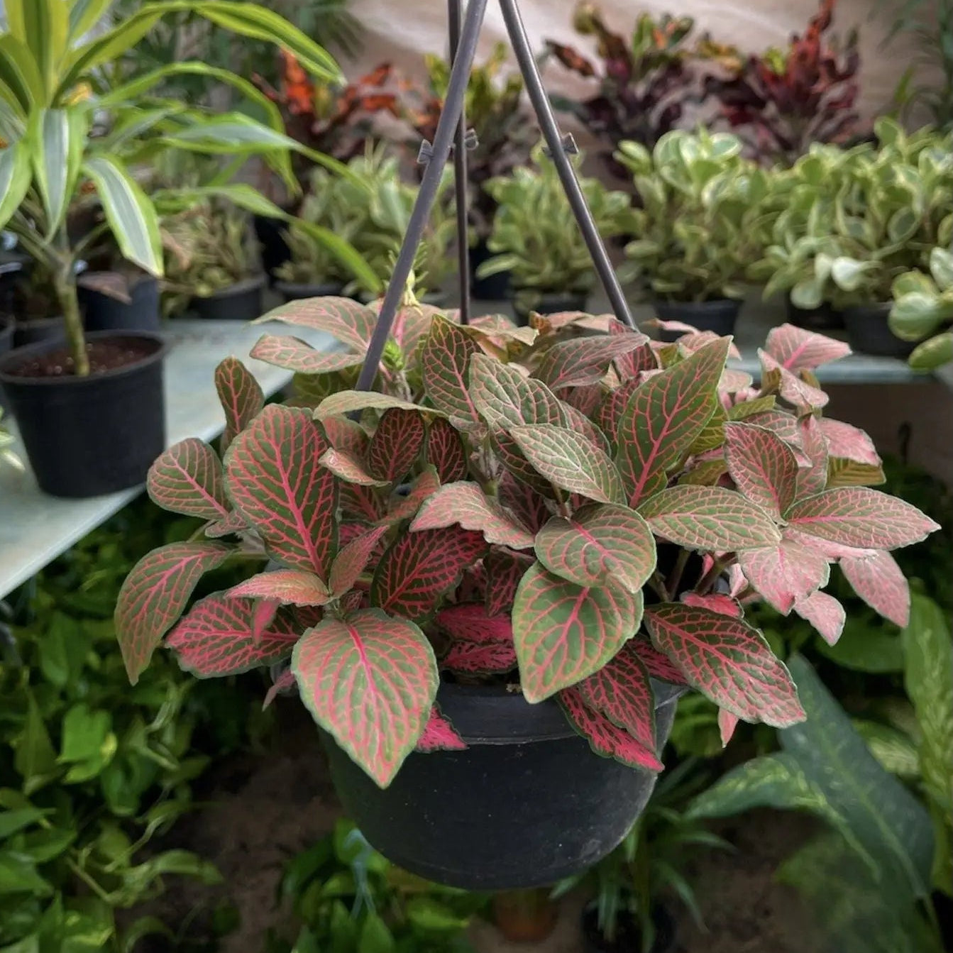 Fittonia - فيتونيا - Green Mist