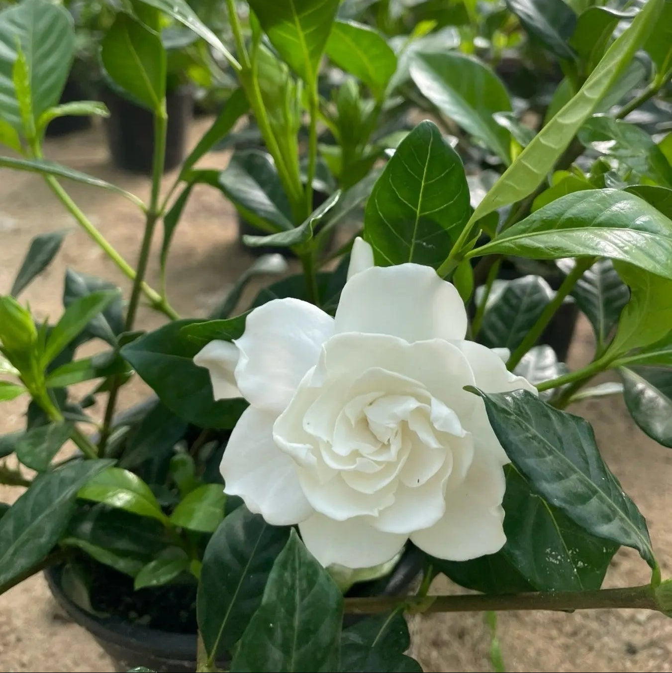 Gardenia - جاردينيا - Green Mist