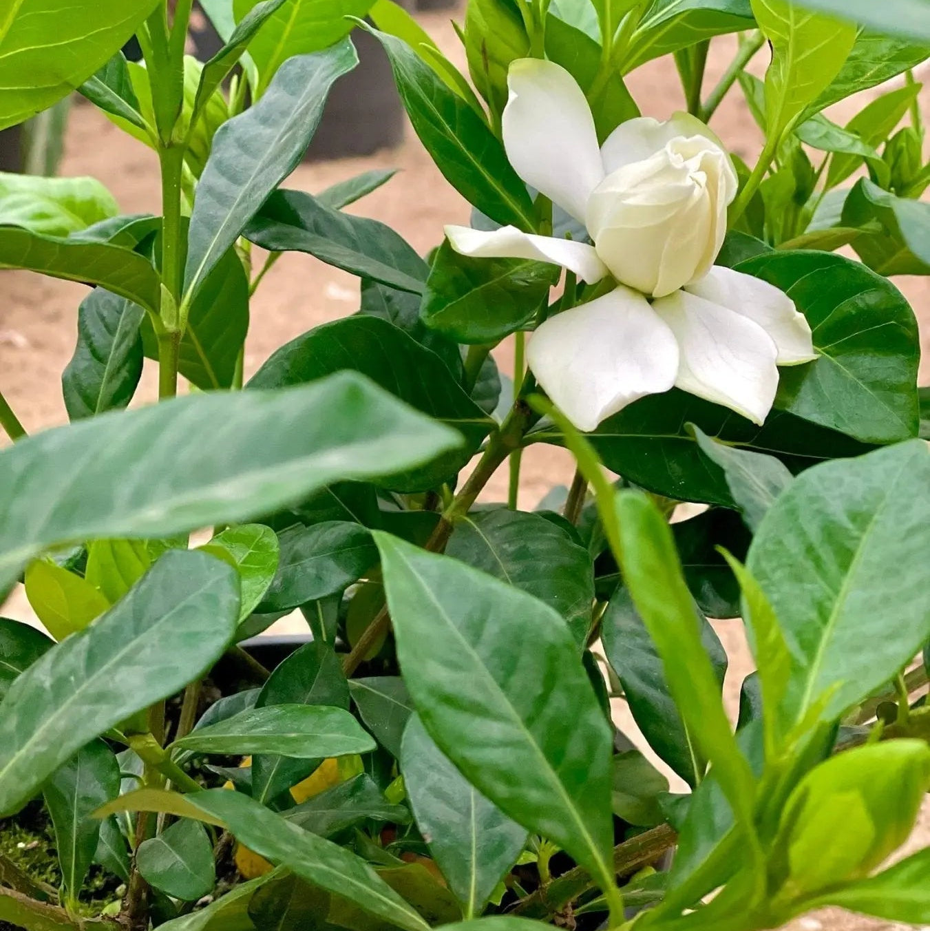 Gardenia - جاردينيا - Green Mist