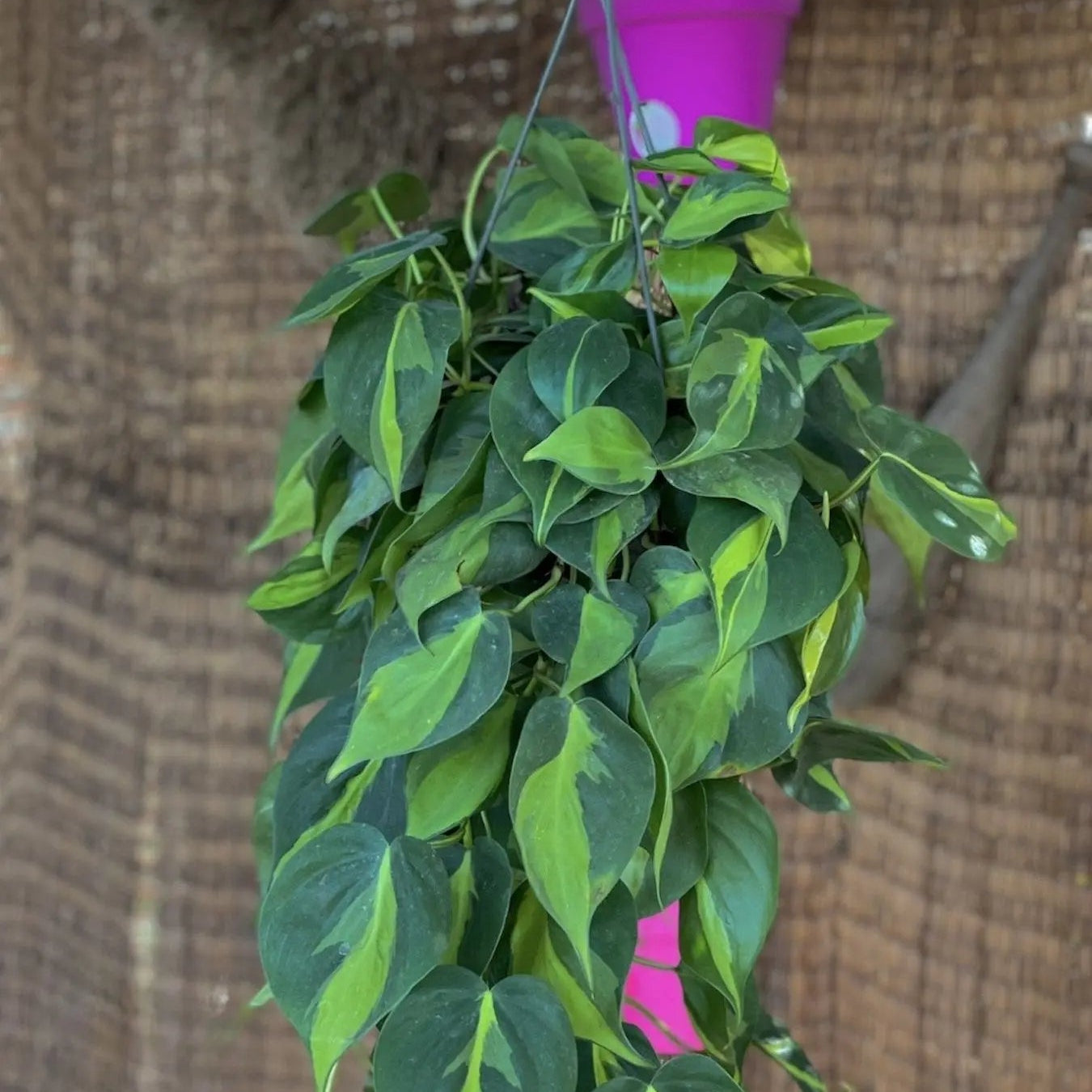 Heartleaf - سكاندس - Green Mist