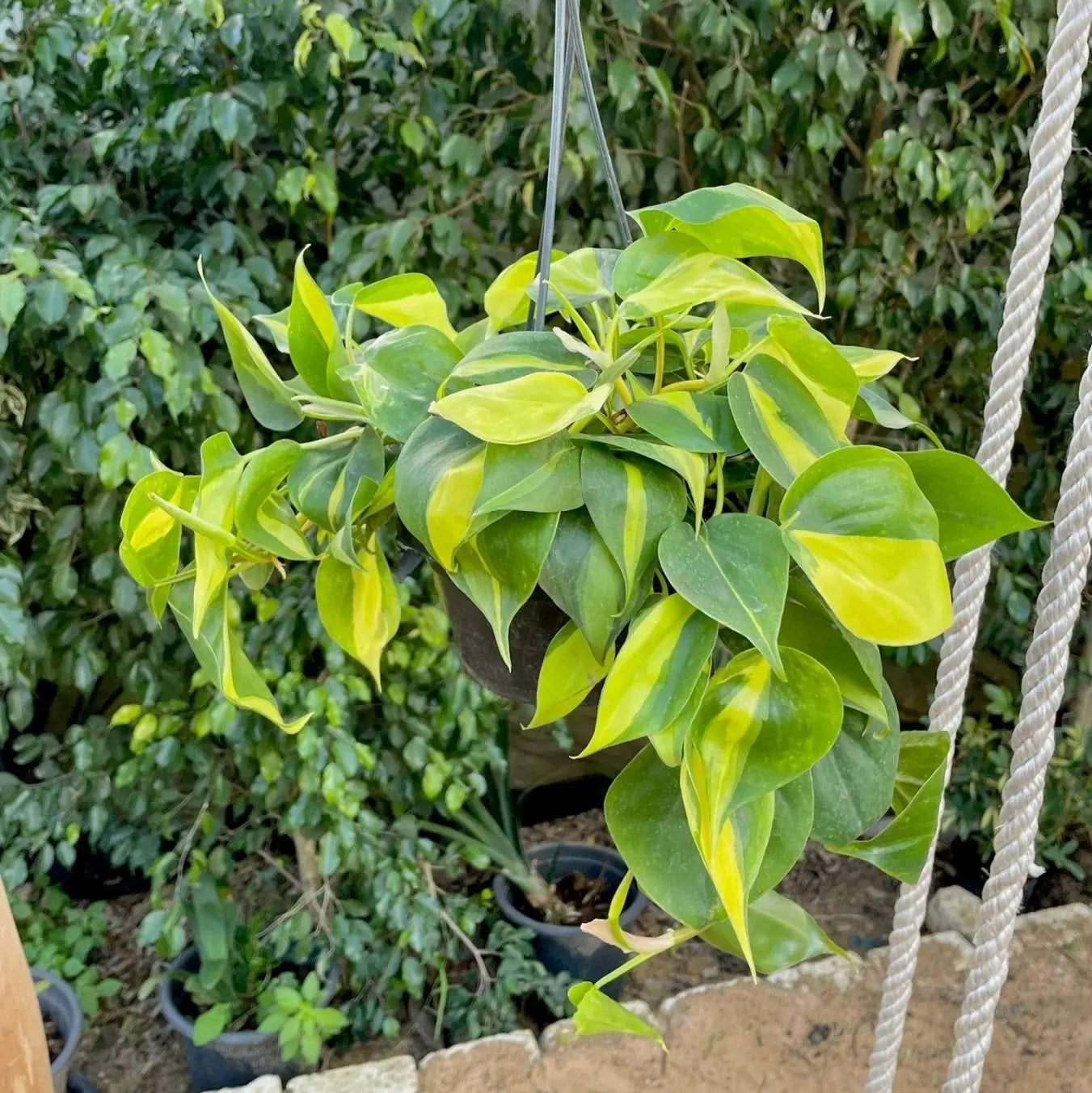 Heartleaf - سكاندس - Green Mist