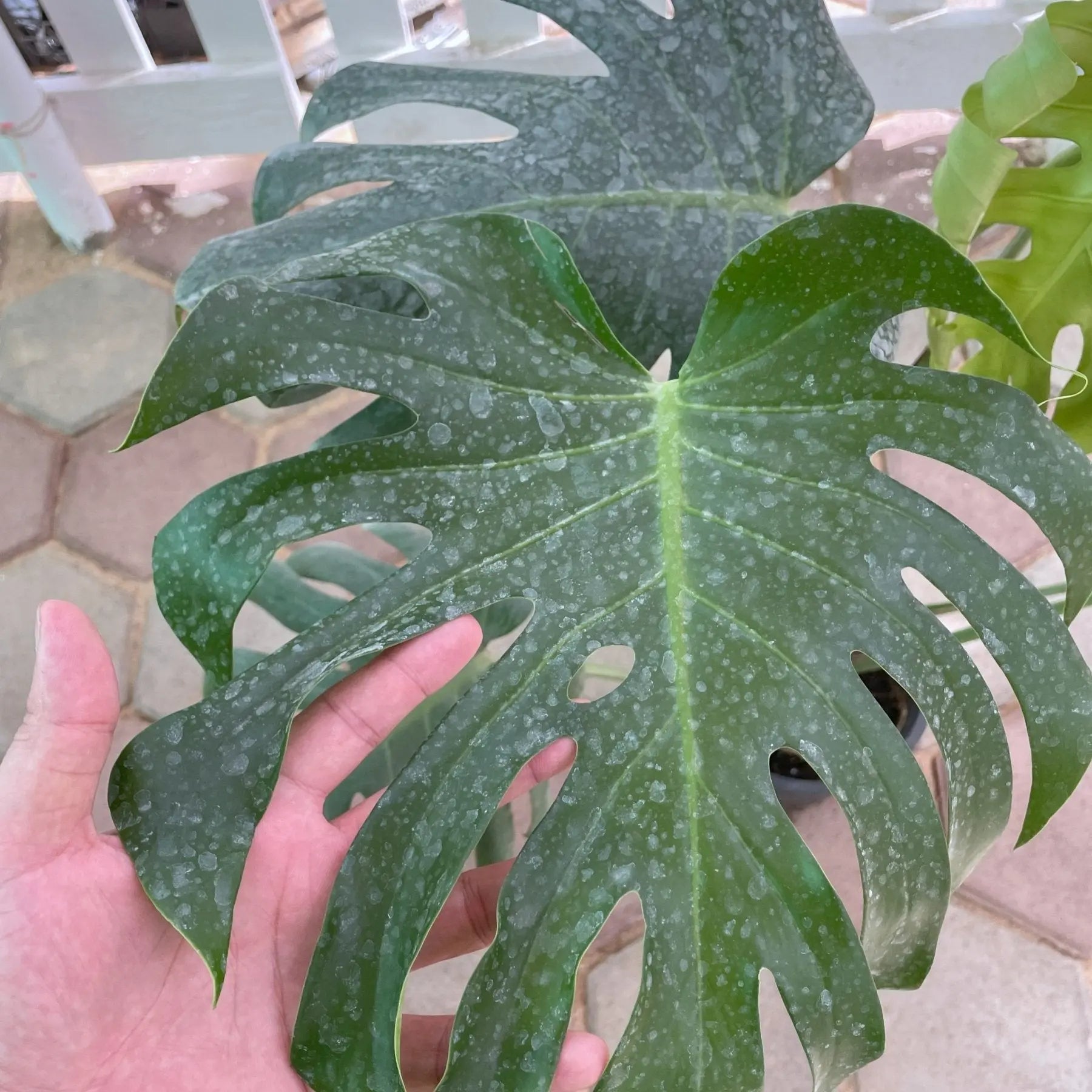 Monstera - مونسيترا - Green Mist