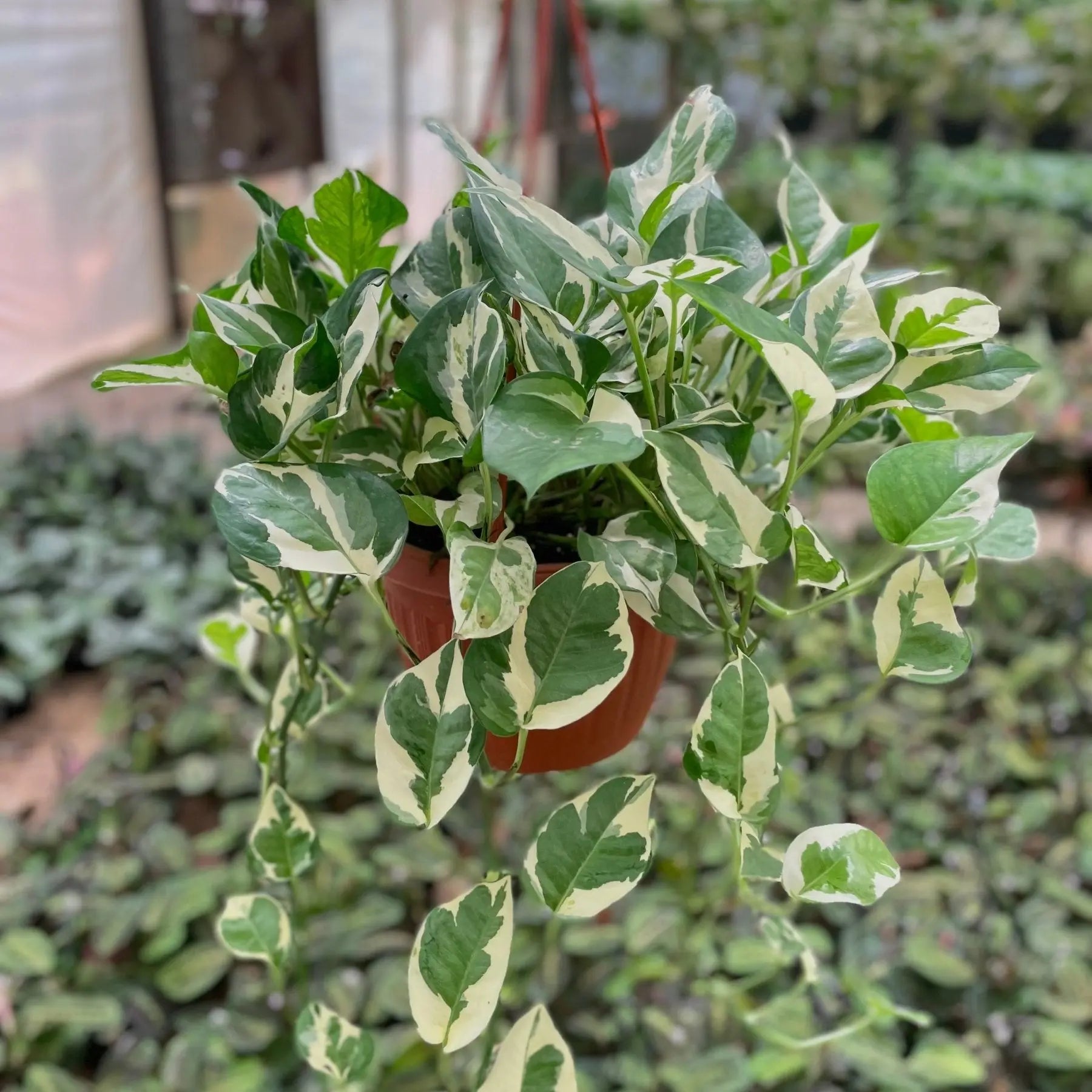 Pothos N’joy - بوتس انچوي - Green Mist