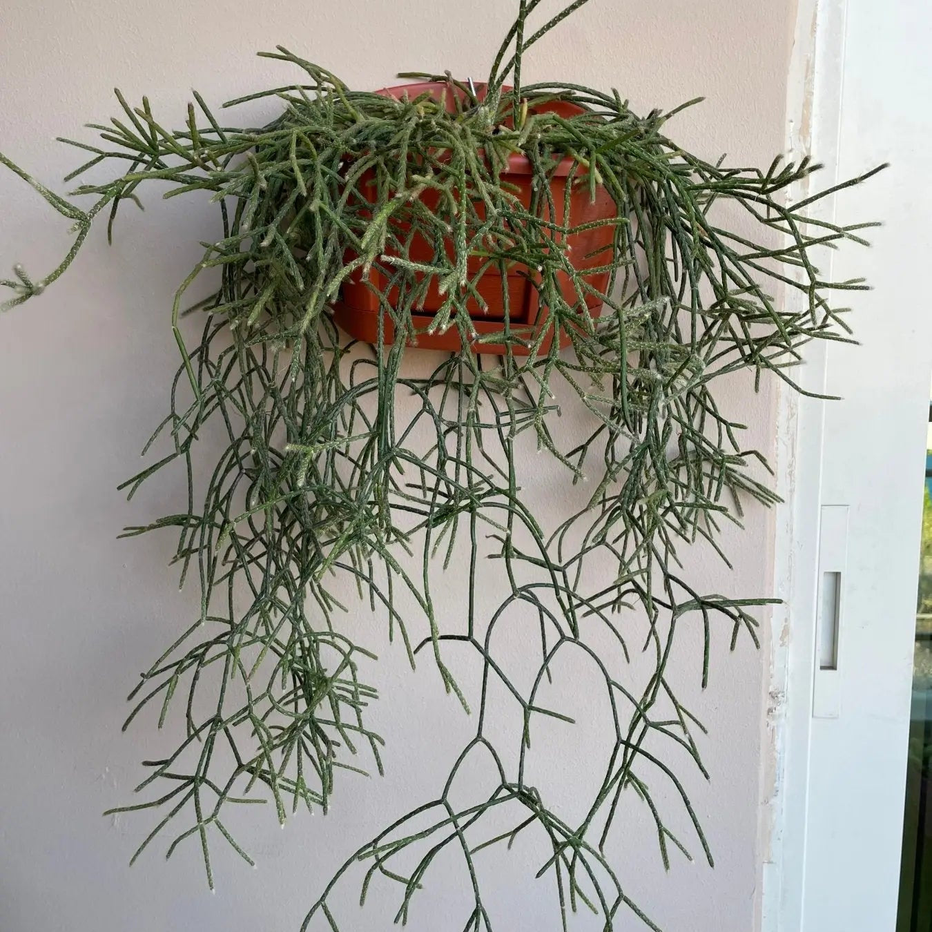 Rhipsalis - ريبسالس - Green Mist