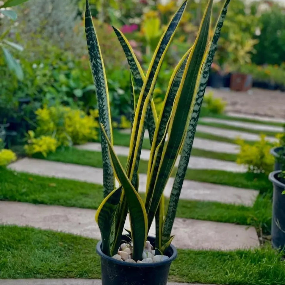 Sansevieria - جلد النمر - Green Mist