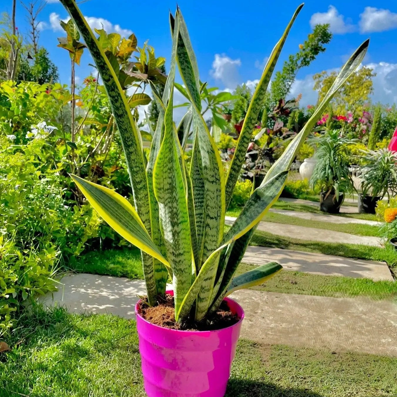 Sansevieria - جلد النمر - Green Mist