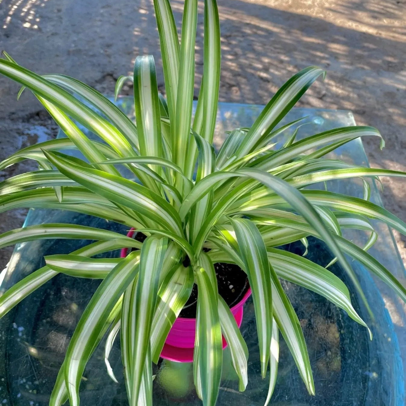 Spider - عنكبوت - Green Mist